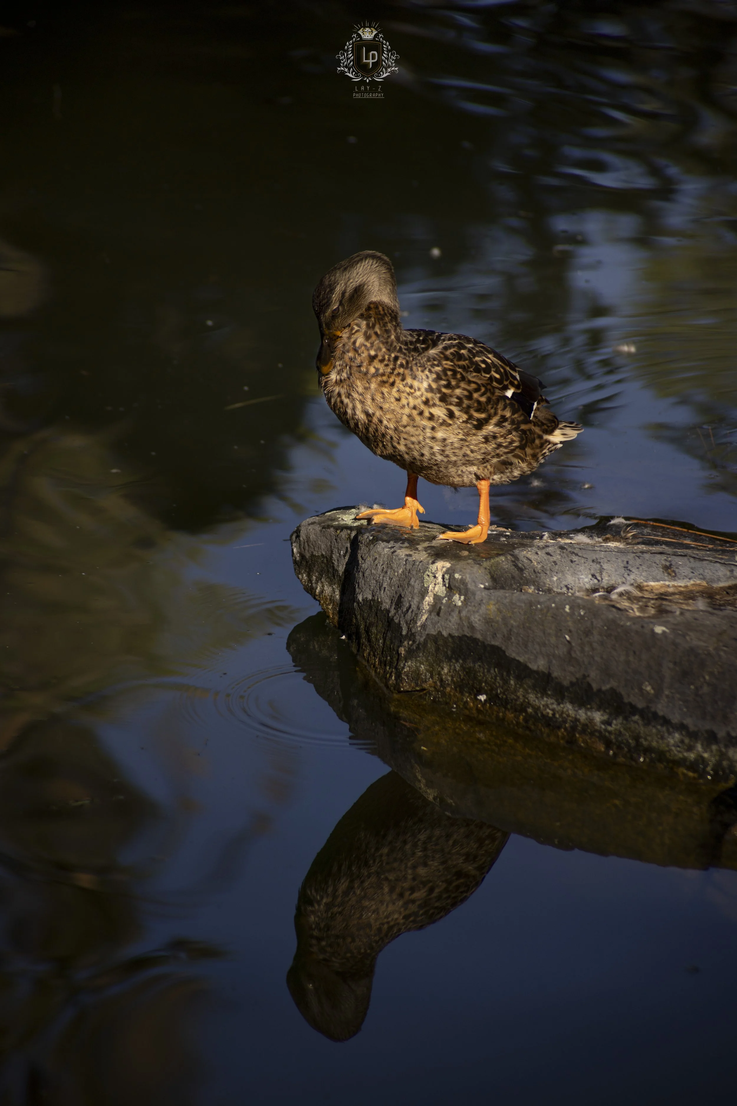 A duck standing on a rock at the edge of a calm body of water with its reflection visible below.