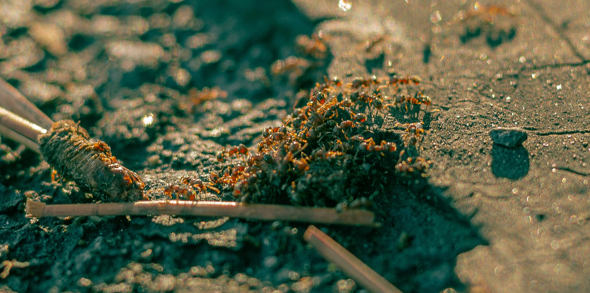Close-up of a group of fire ants on a patch of wet dirt or sand, with a stick or twig nearby, illuminated by sunlight.