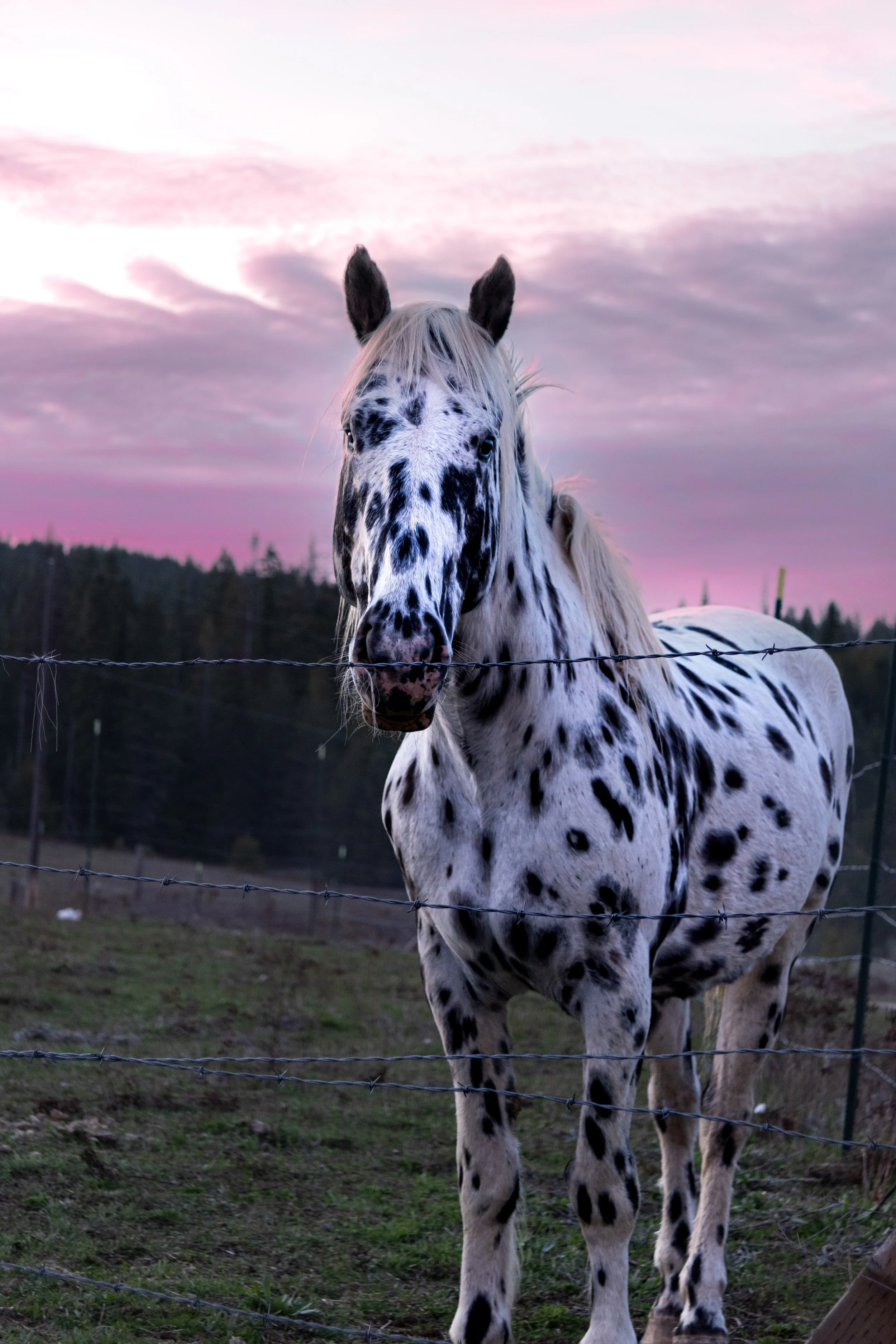 A white and black spotted horse standing behind a barbed wire fence on a farm during sunset, with a purple and pink sky and trees in the background.
