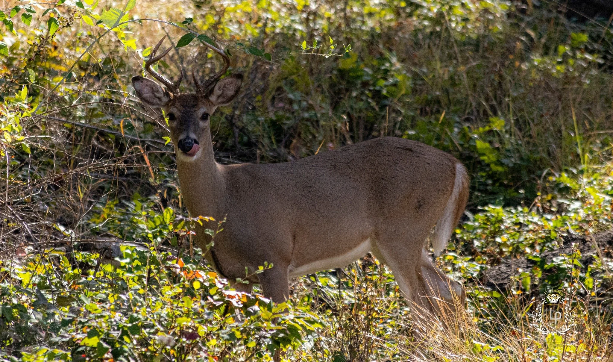 mule-deer-standing-in-brush-through-branches-wildlife.jpg.jpg