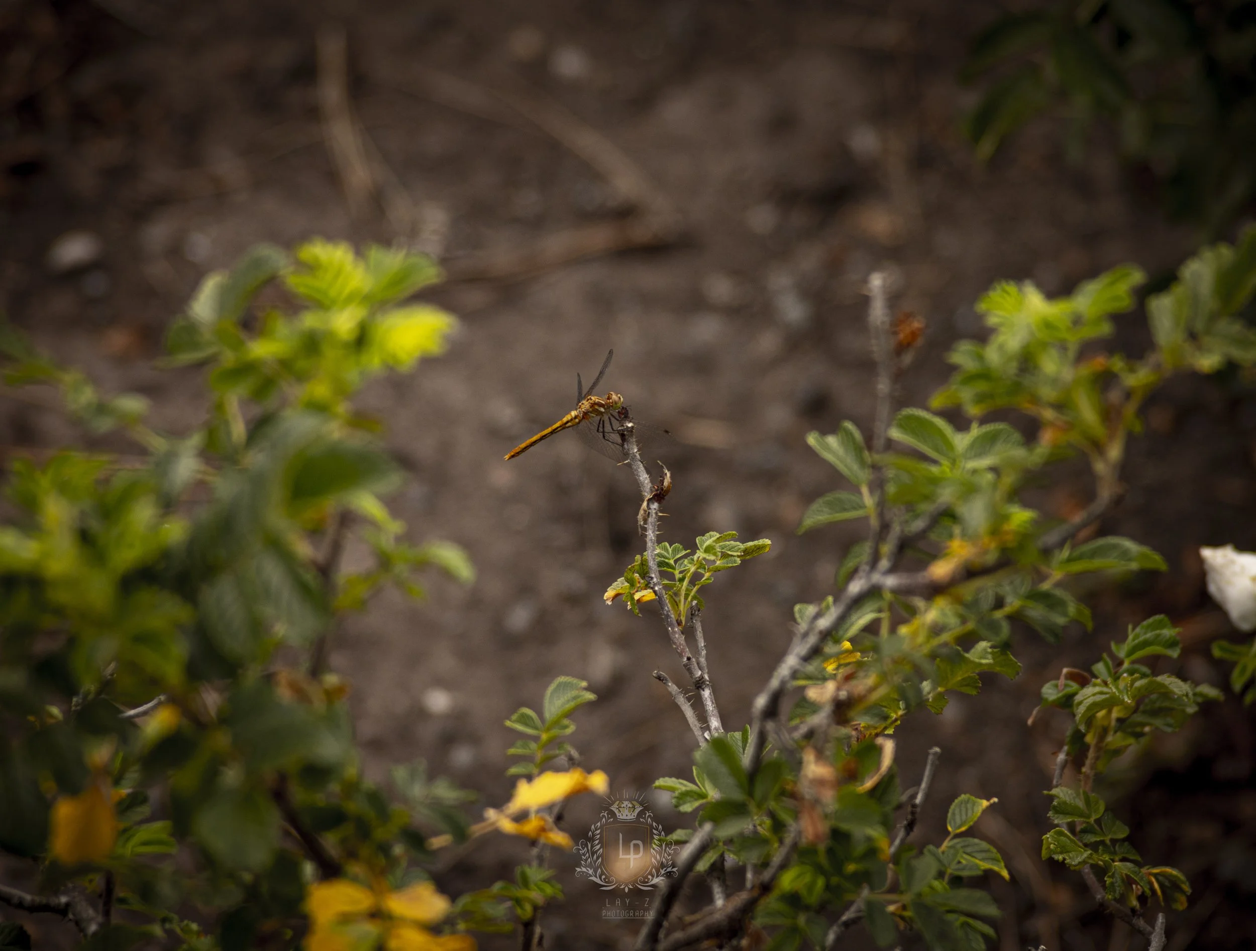 Close-up of a dragonfly perched on a small branch among green bushes with yellow flowers and brown soil background.