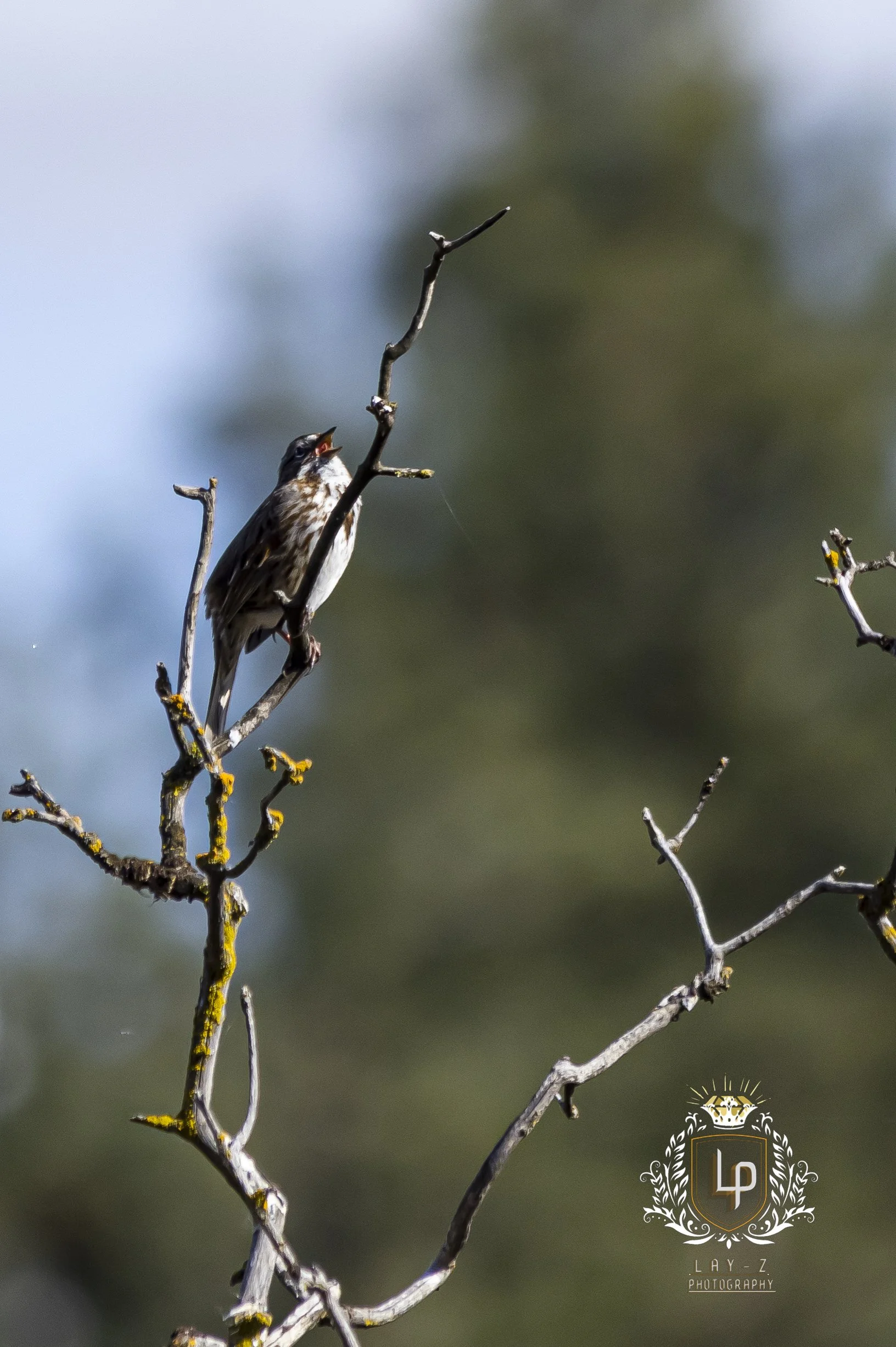 A small bird perched on a thin, leafless tree branch, singing with its beak open, against a blurred natural background.