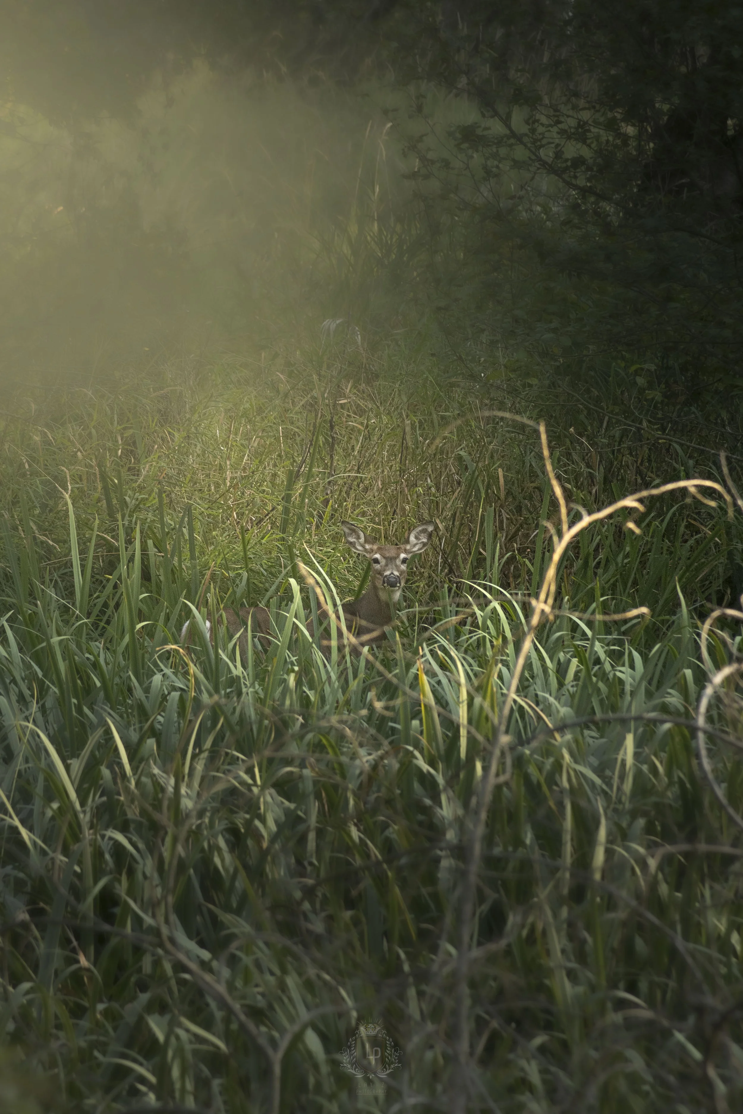 A deer in tall green grass in a forested area during daylight.