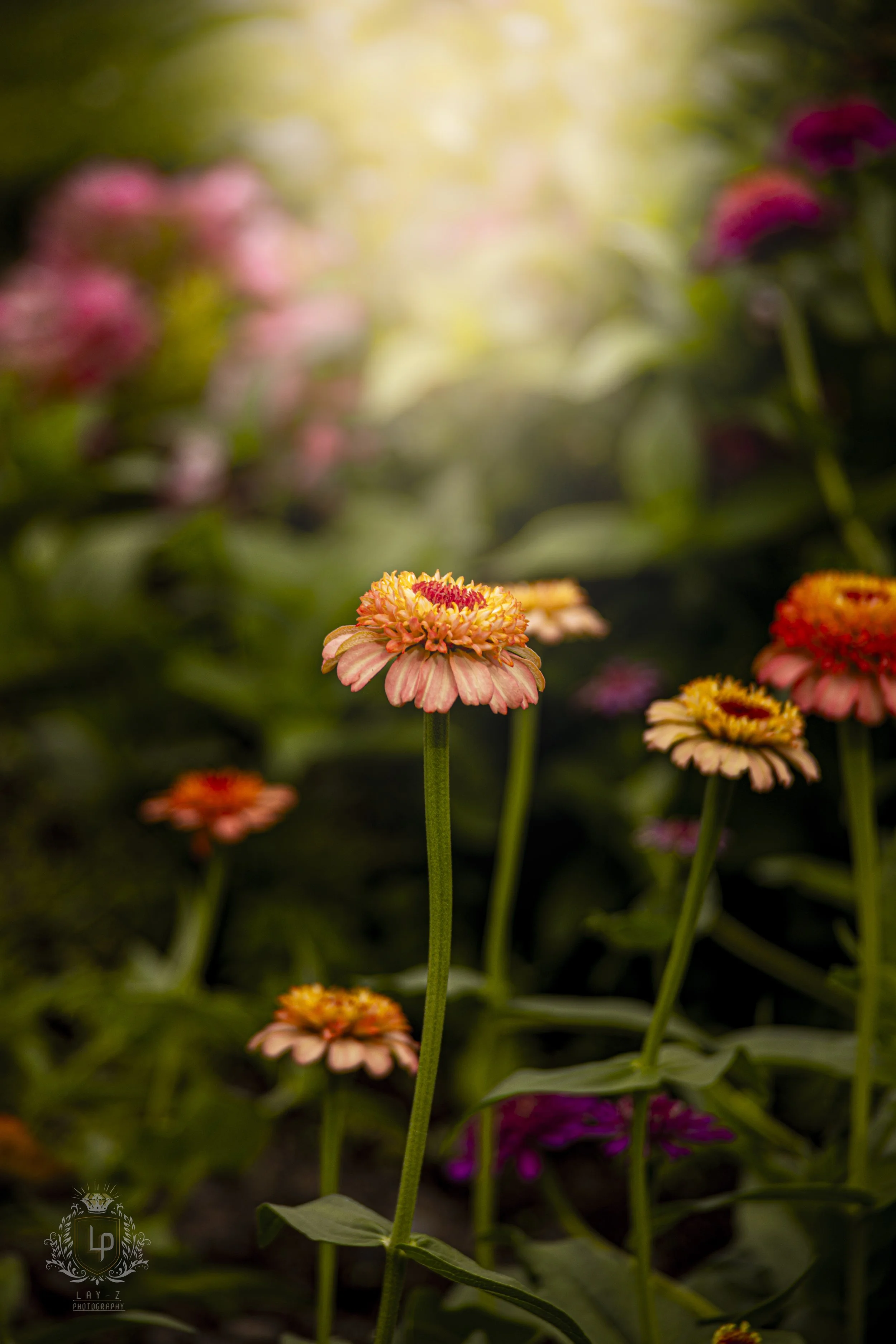 Close-up of orange and pink flowers in bloom, with blurred background of more flowers and greenery.
