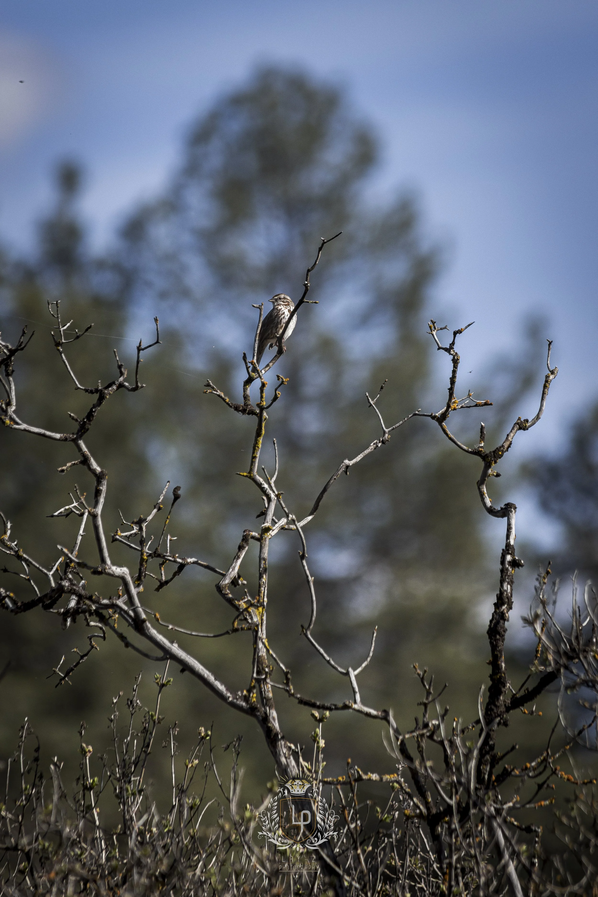 A small bird perched on a leafless, twisted tree branch against a blue sky background.