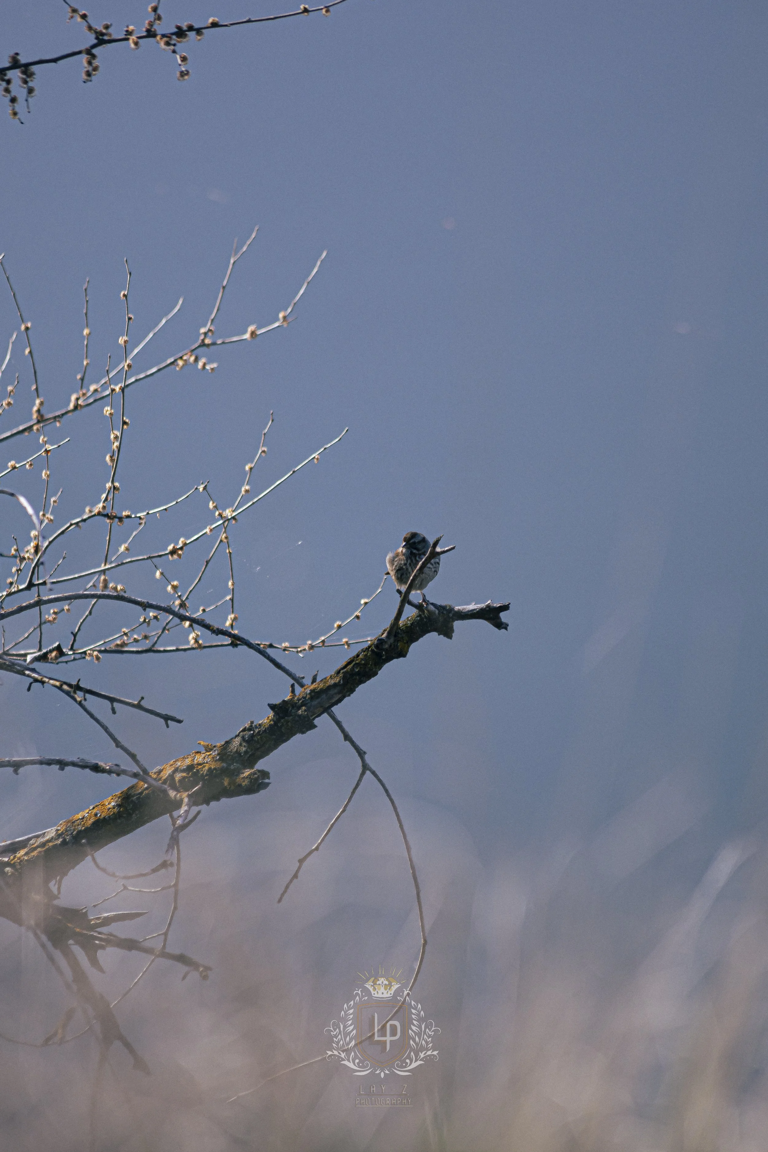 A small bird perched on a branch of a leafless tree against a blue sky.