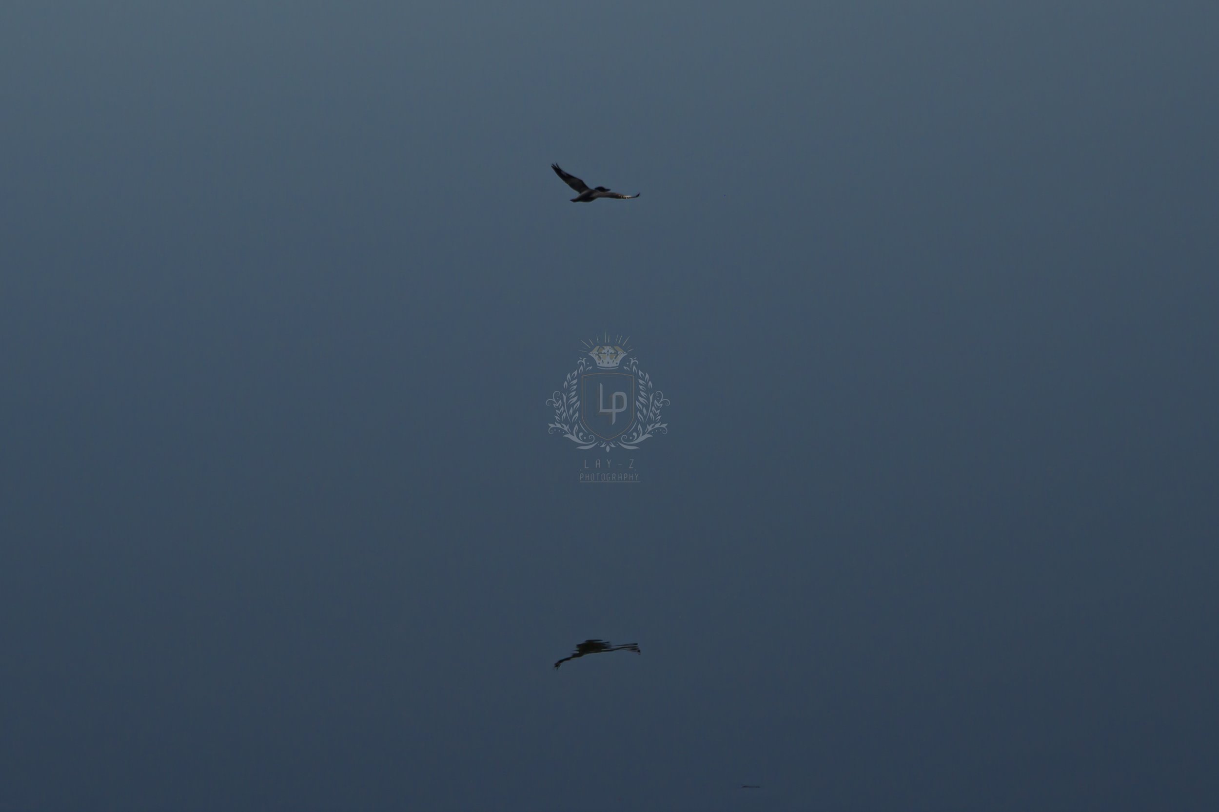 A bird flying in a dark cloudy sky with its reflection seen on a body of water below.