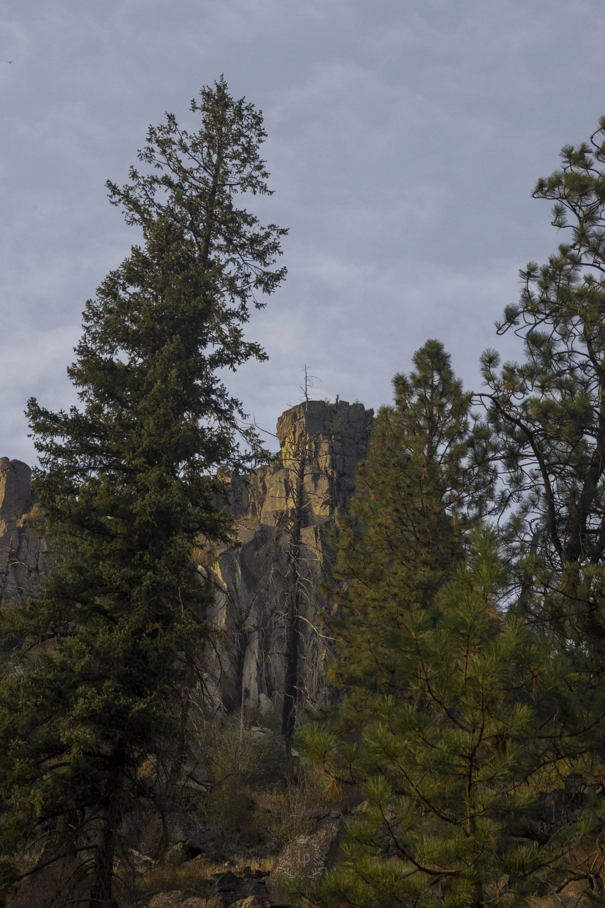 A landscape with tall trees in the foreground and rocky cliffs in the background, under a cloudy sky.