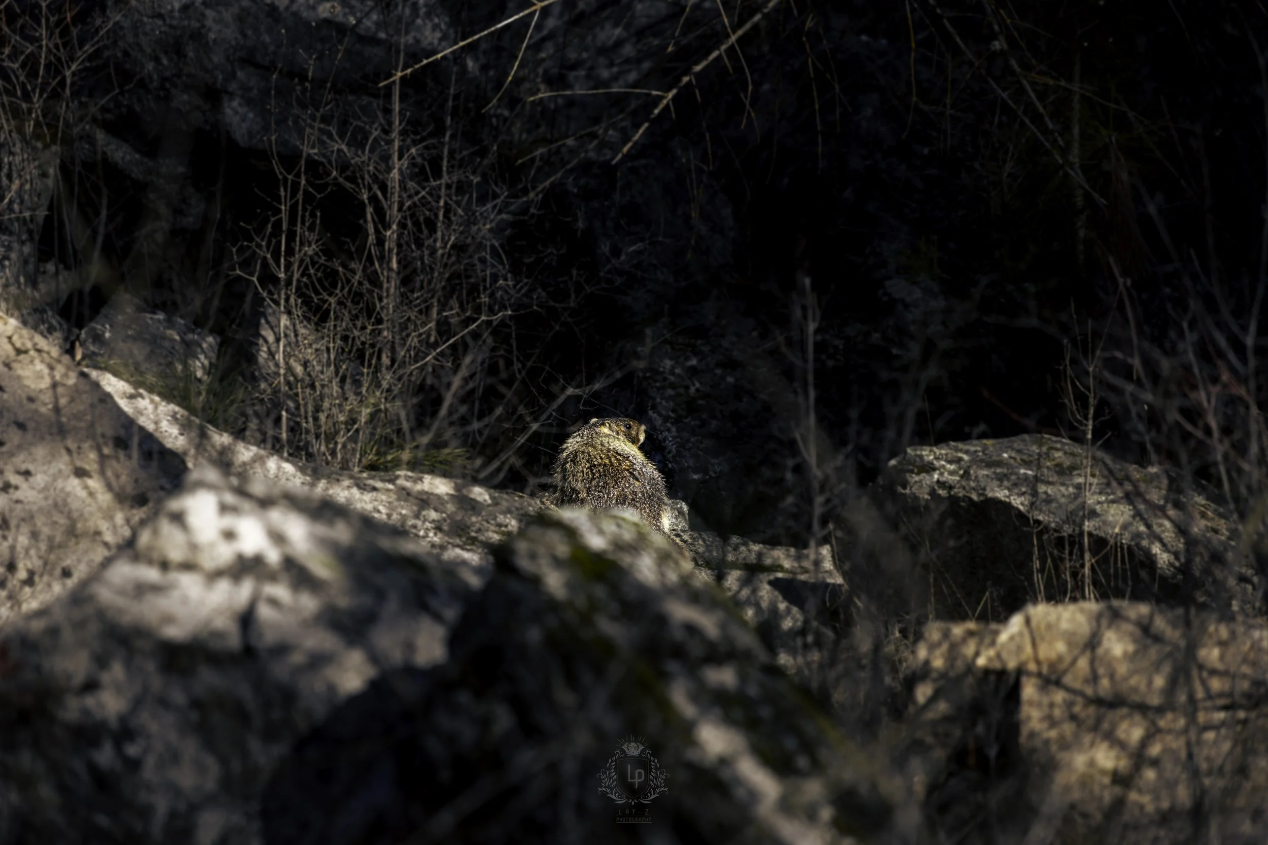 camouflaged-grouse-rocky-landscape-wildlife-photography-spokane.jpg