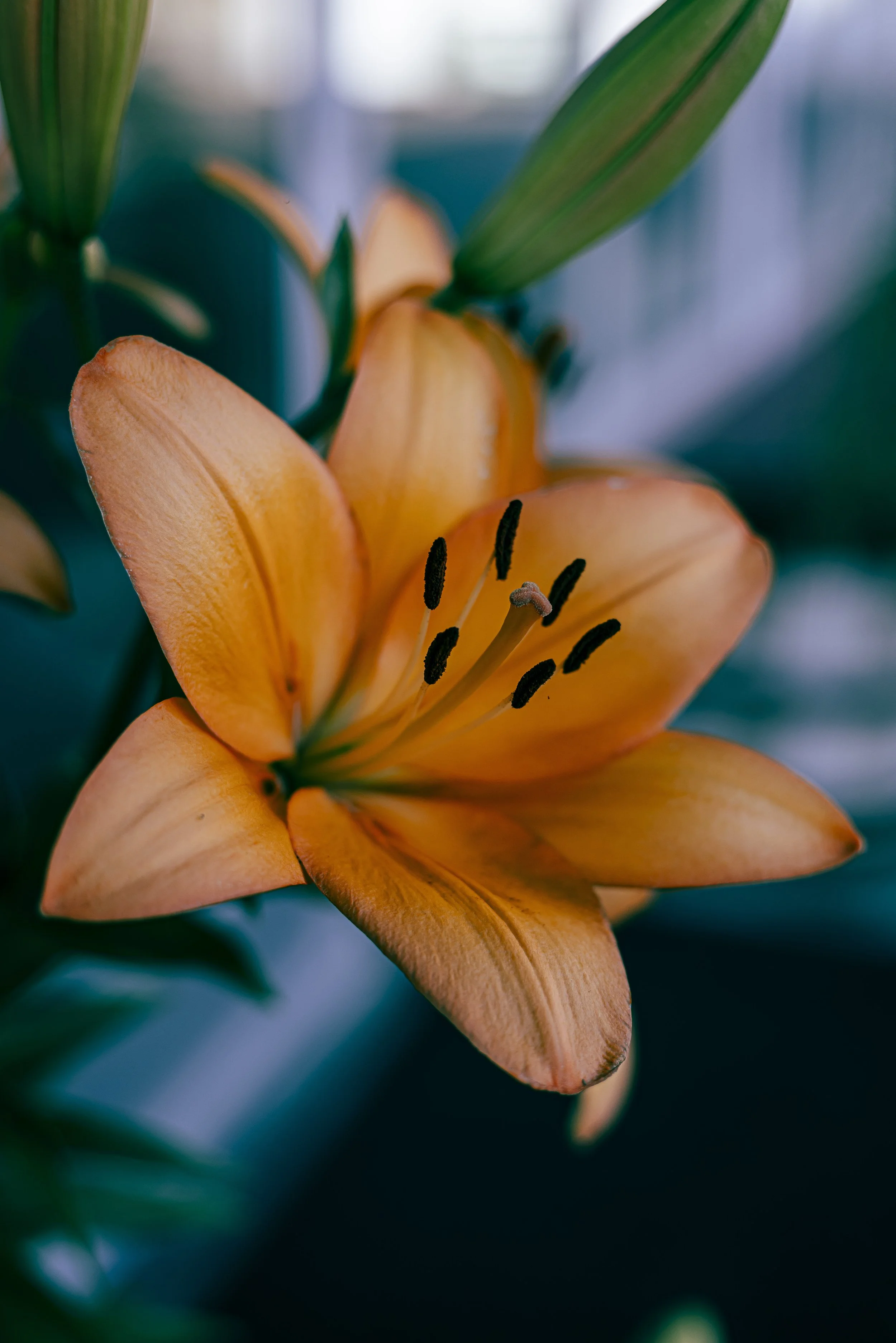 Close-up of a blooming orange lily flower with black stamens.