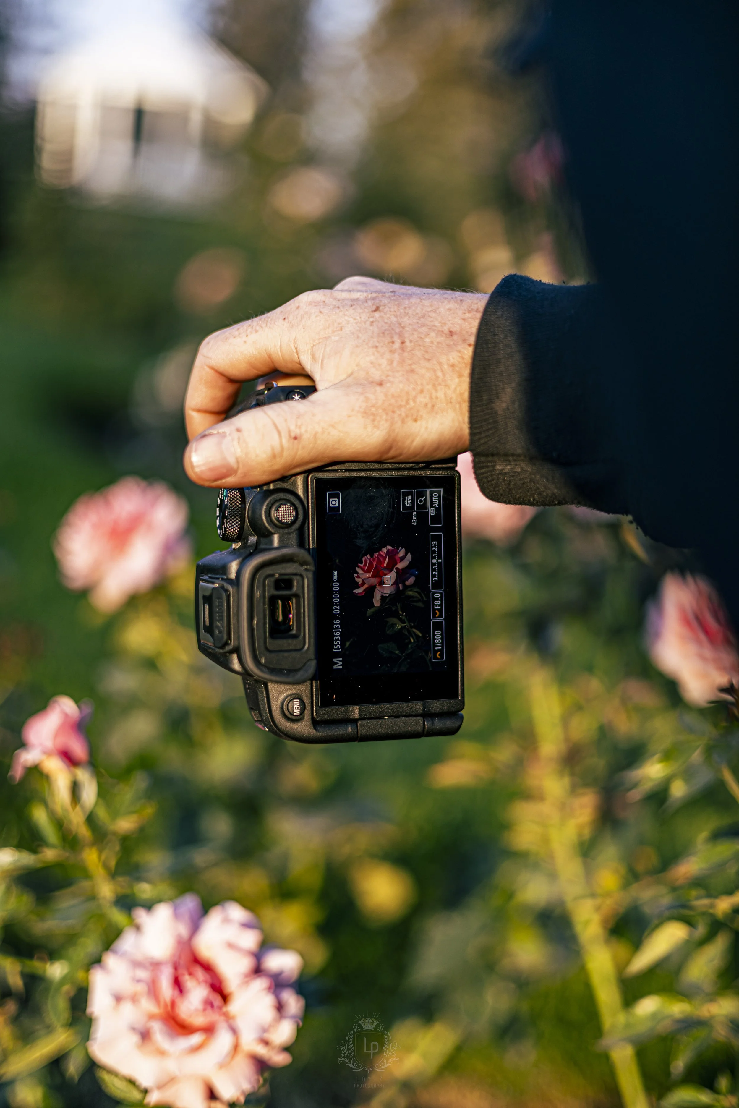 A person holding a camera taking a picture of pink and white flowers in a garden during sunset.