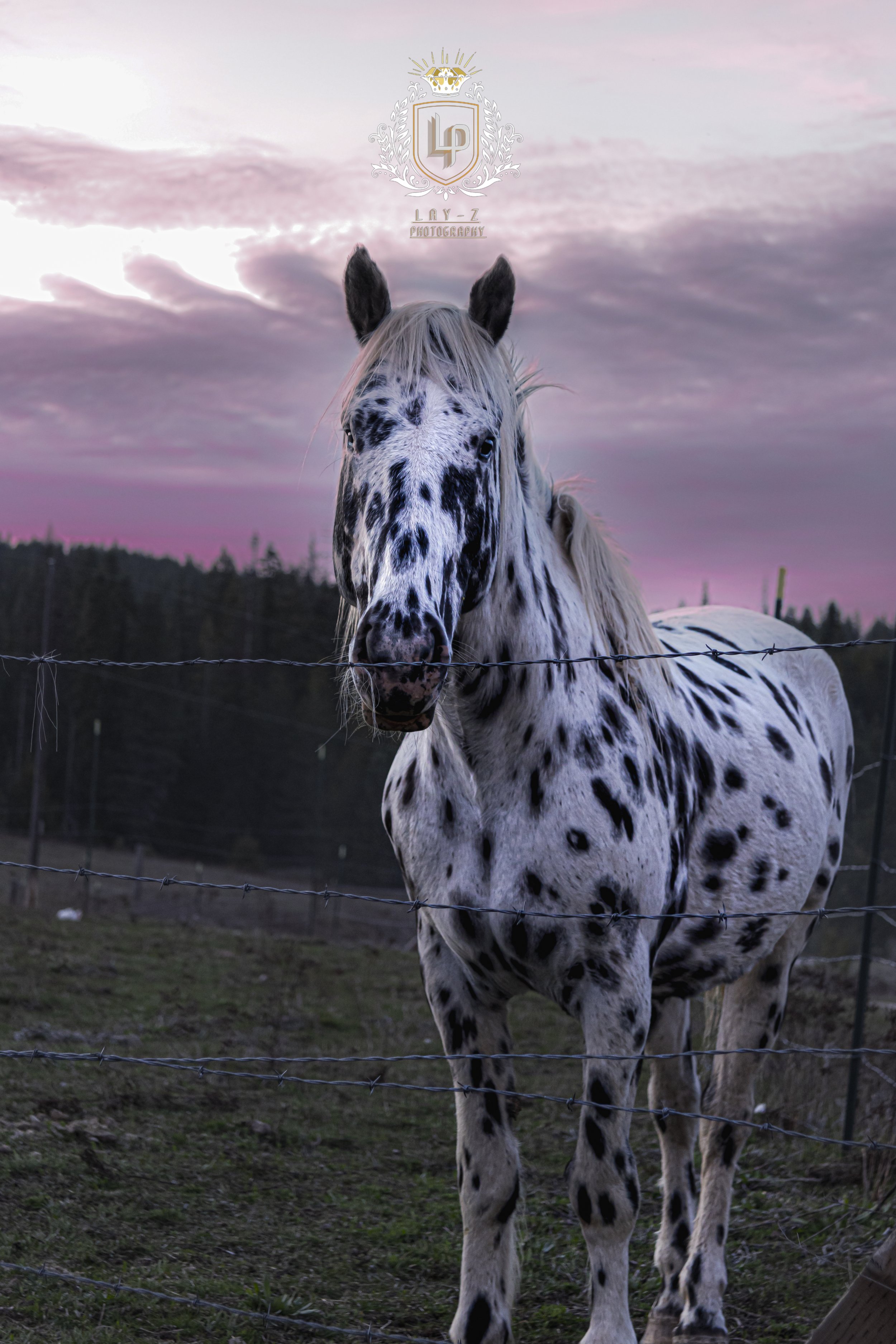 A black and white speckled horse standing behind a barbed wire fence during a pink and purple sunset or sunrise, with a wooded landscape in the background.