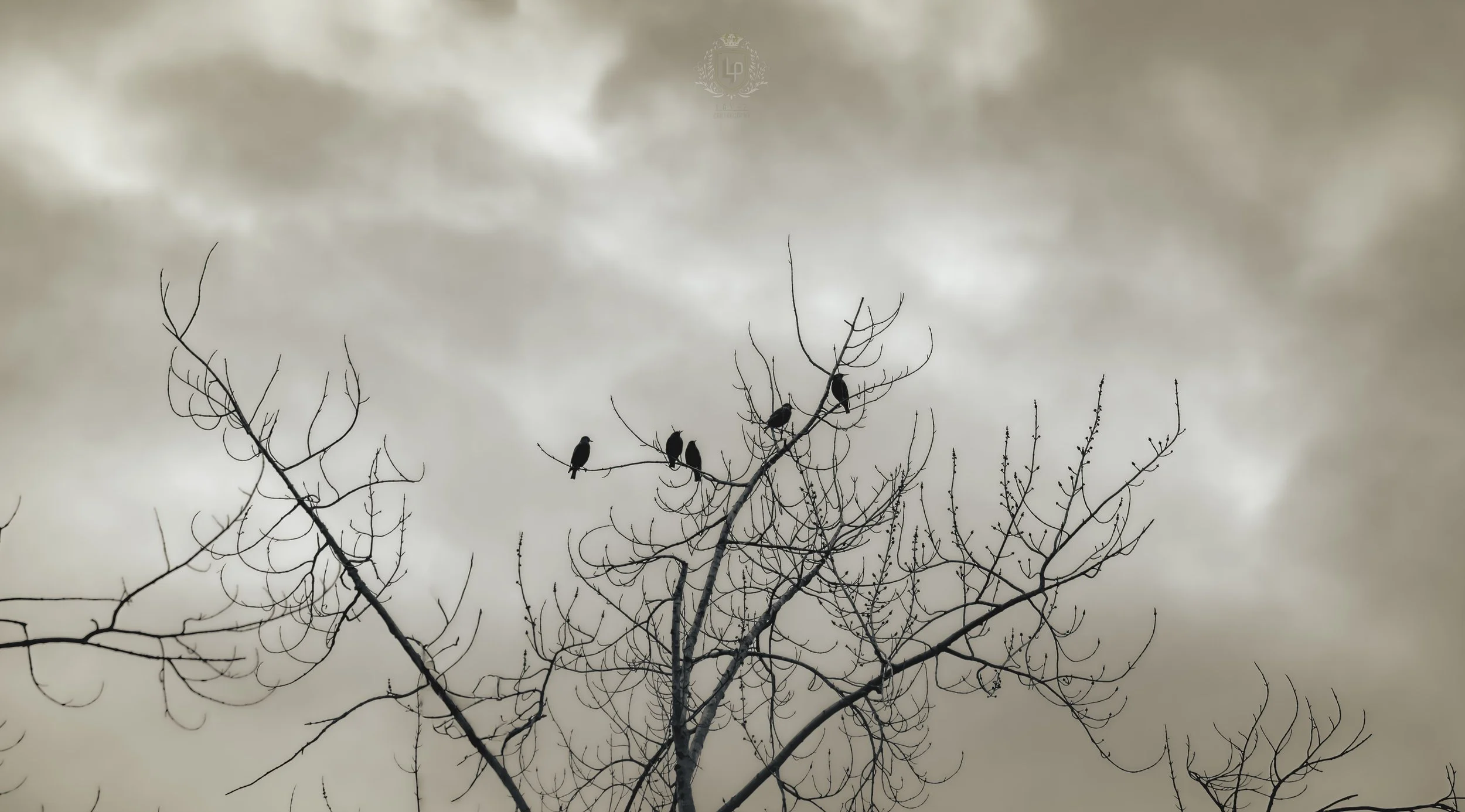 birds-perched-bare-winter-tree-branches-overcast-sky-wildlife.jpg