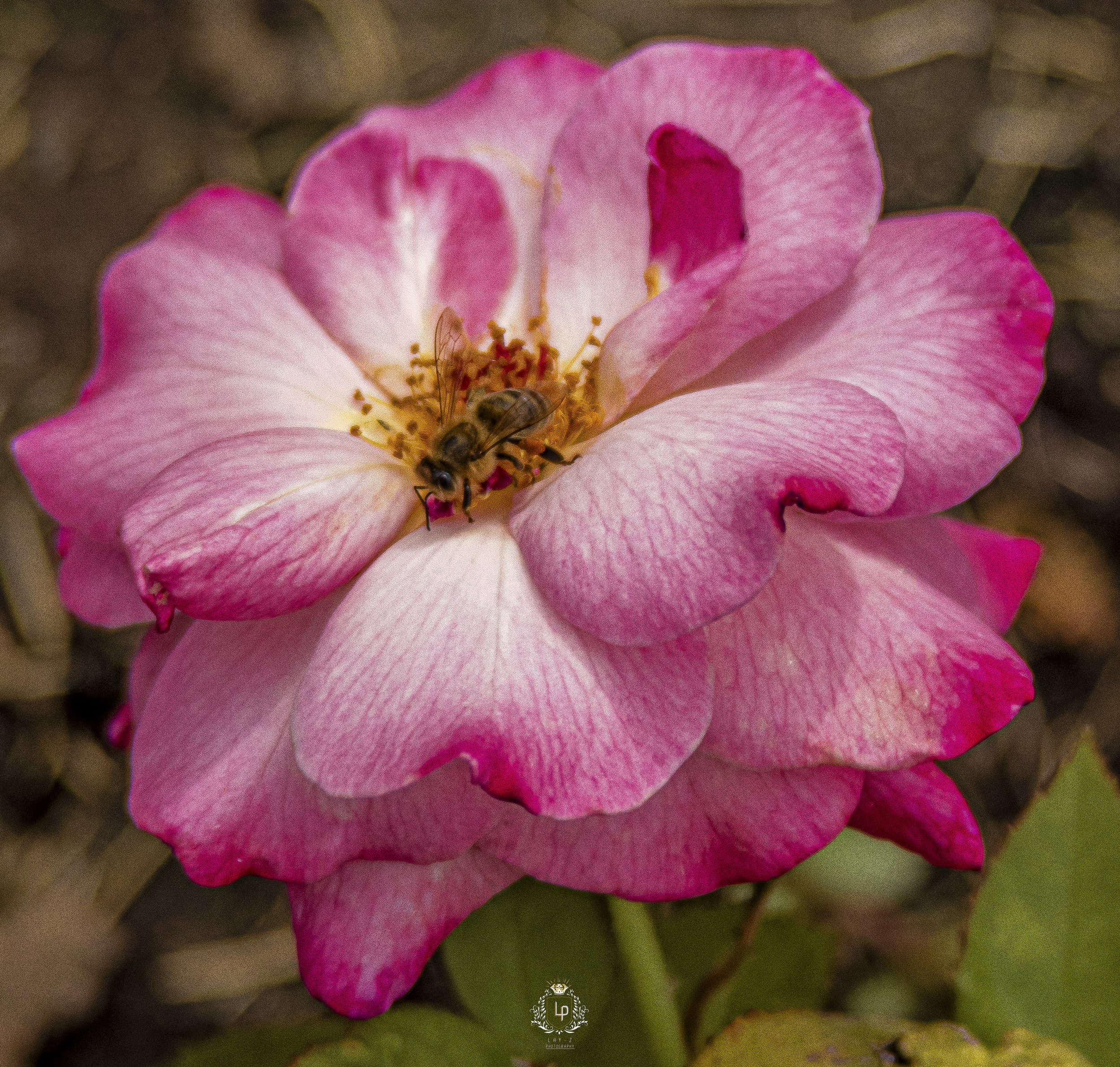 Close-up of a pink and white rose with a honey bee collecting nectar from the center.