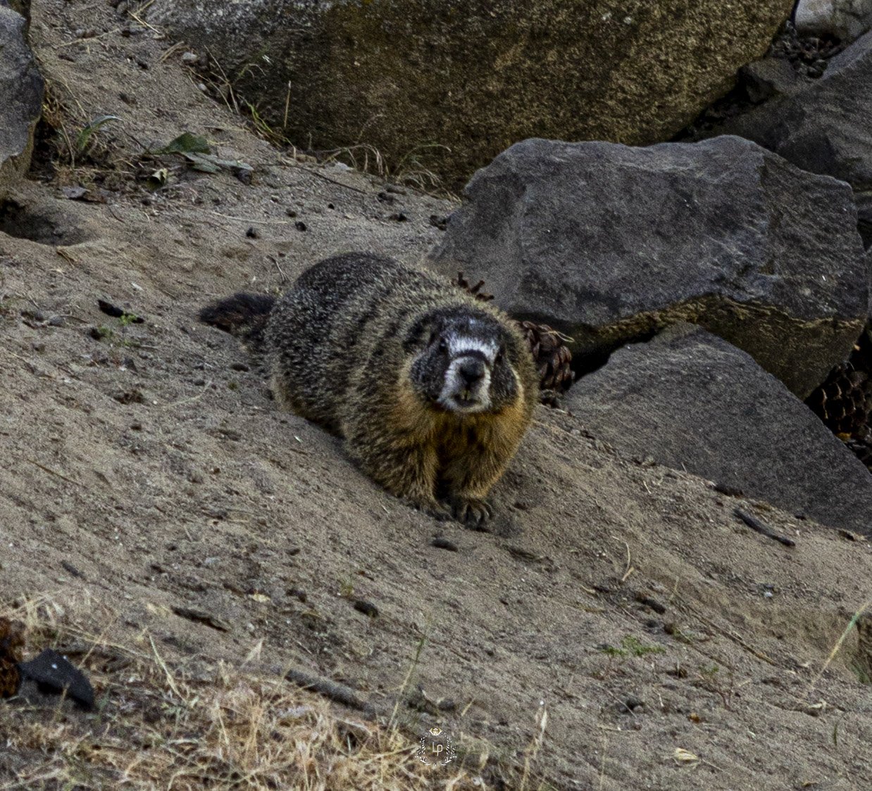A Pacific fisher with a dark, speckled coat, small rounded ears, and a face marked with distinctive black and white patterns, lying on sloped dirt ground among large rocks.