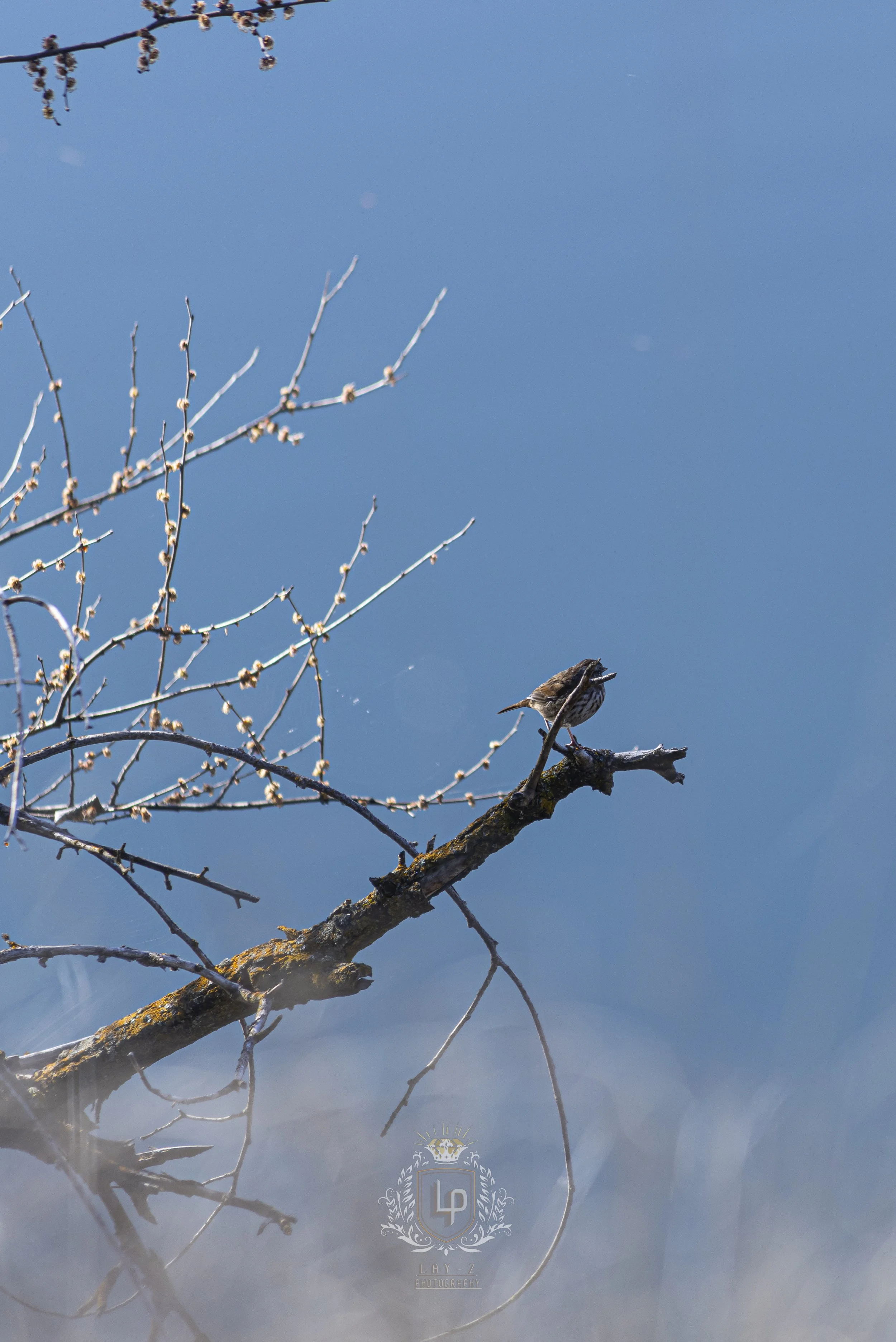 A small bird perched on a tree branch with a blue sky in the background.