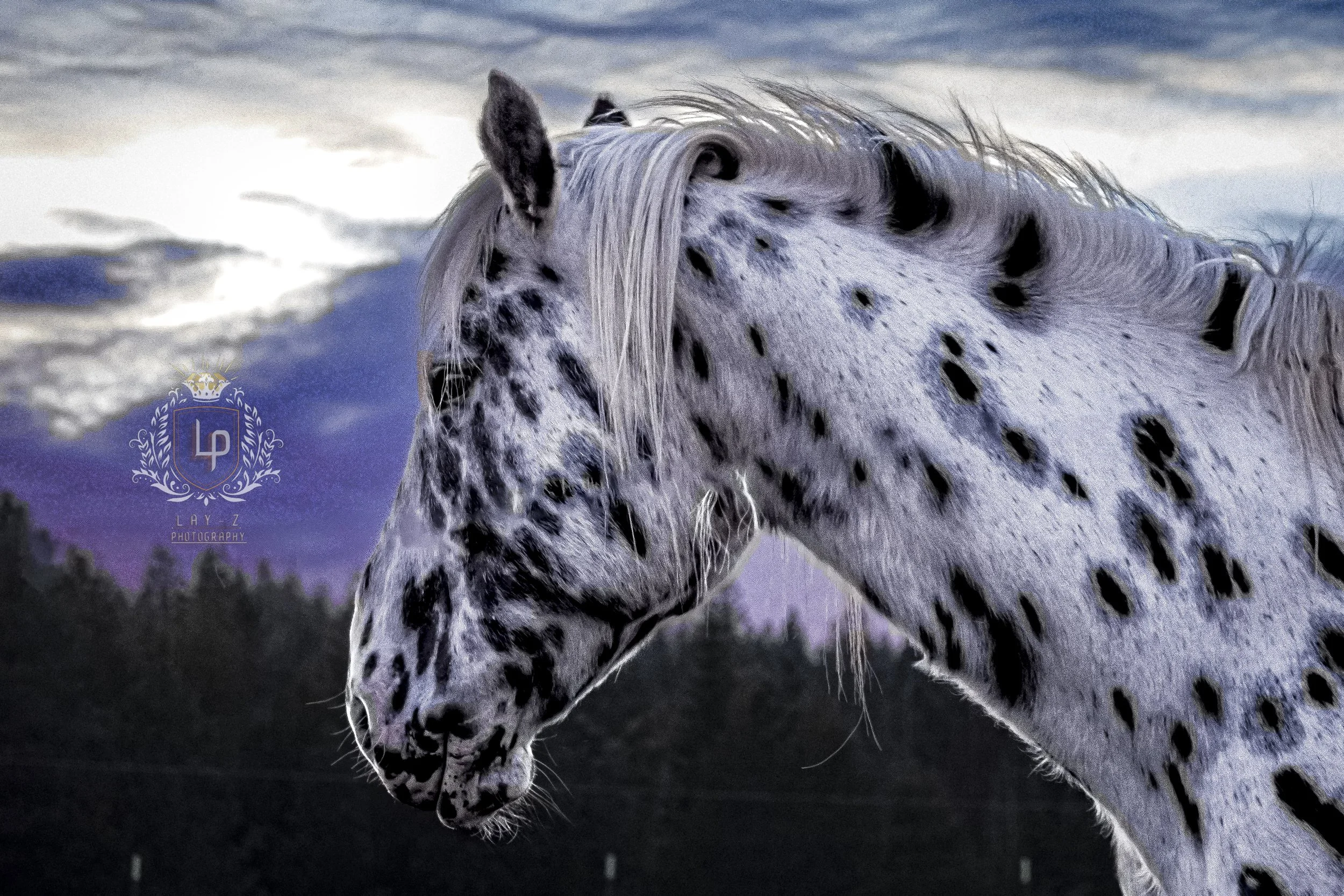 A white horse with black spots and a flowing mane standing outdoors during twilight, with a sky and treeline in the background.