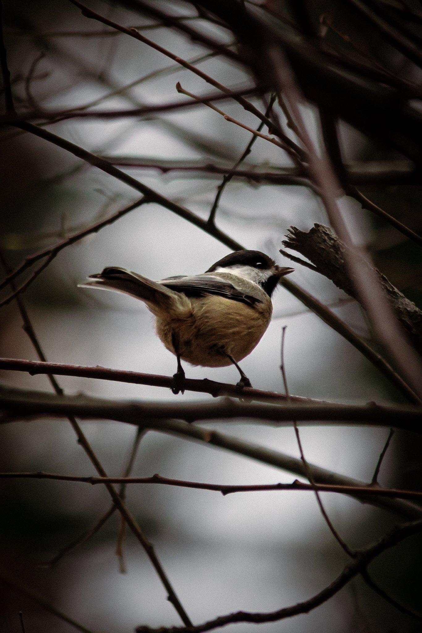 A small bird perched on a branch among leafless twigs, with a blurred background.
