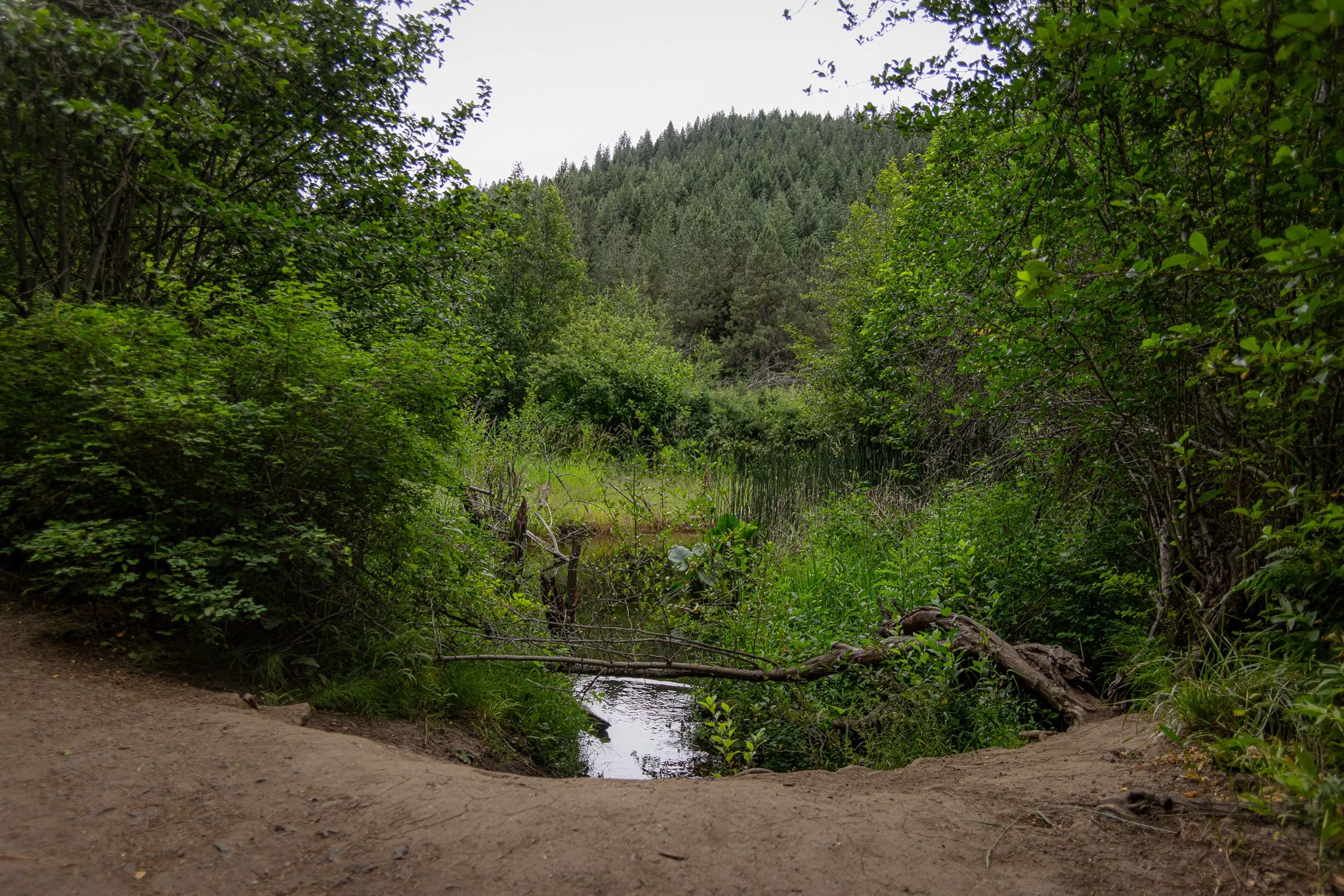 A trail leading to a small stream in a lush green forest with trees and dense foliage.