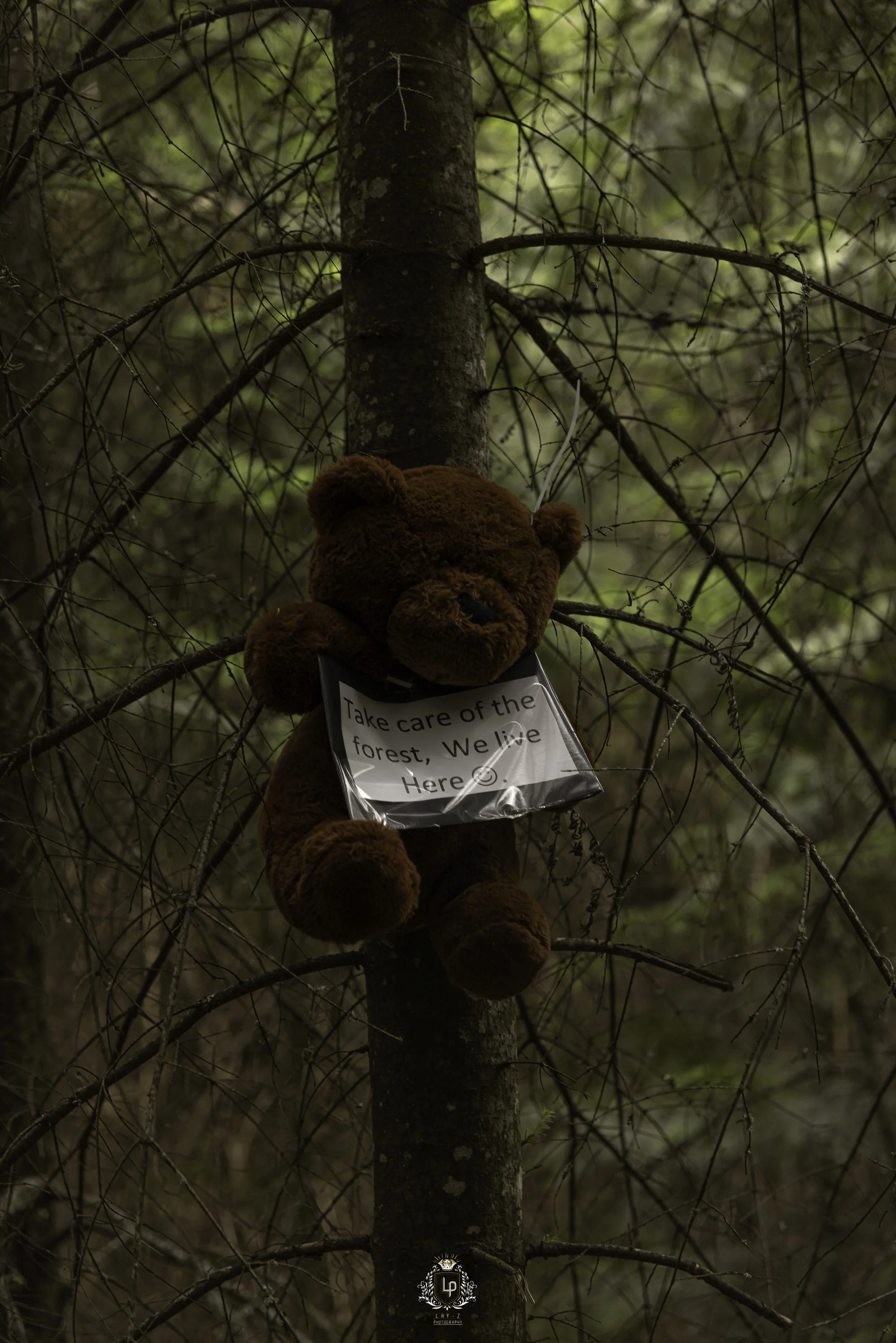 A teddy bear with a sign hanging around its neck, attached to a tree in the forest. The sign reads, "Take care of the forest, We live Here :)"