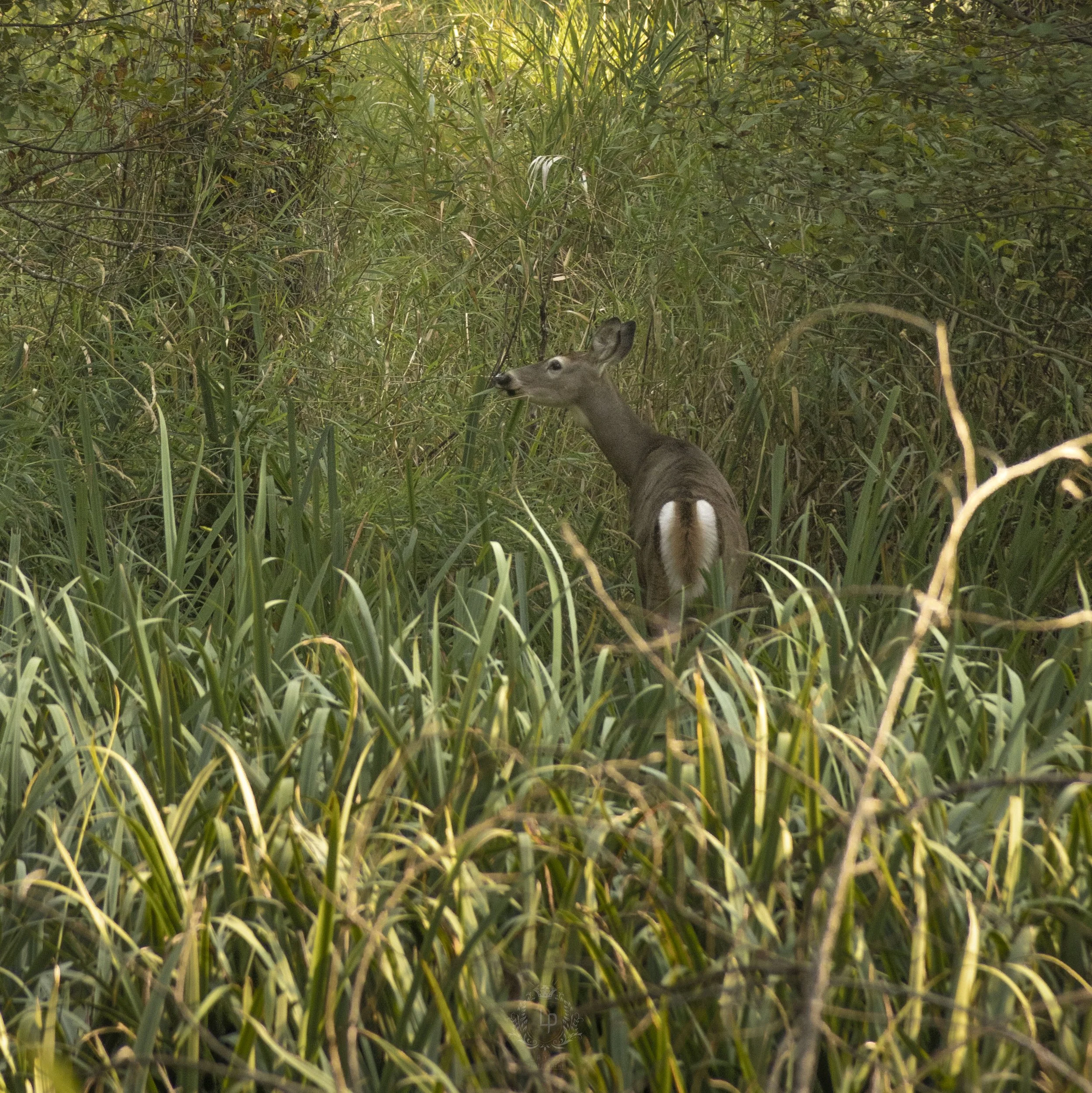A deer standing in tall grass and dense foliage, facing sideways and looking towards the left in a natural, green outdoor environment.