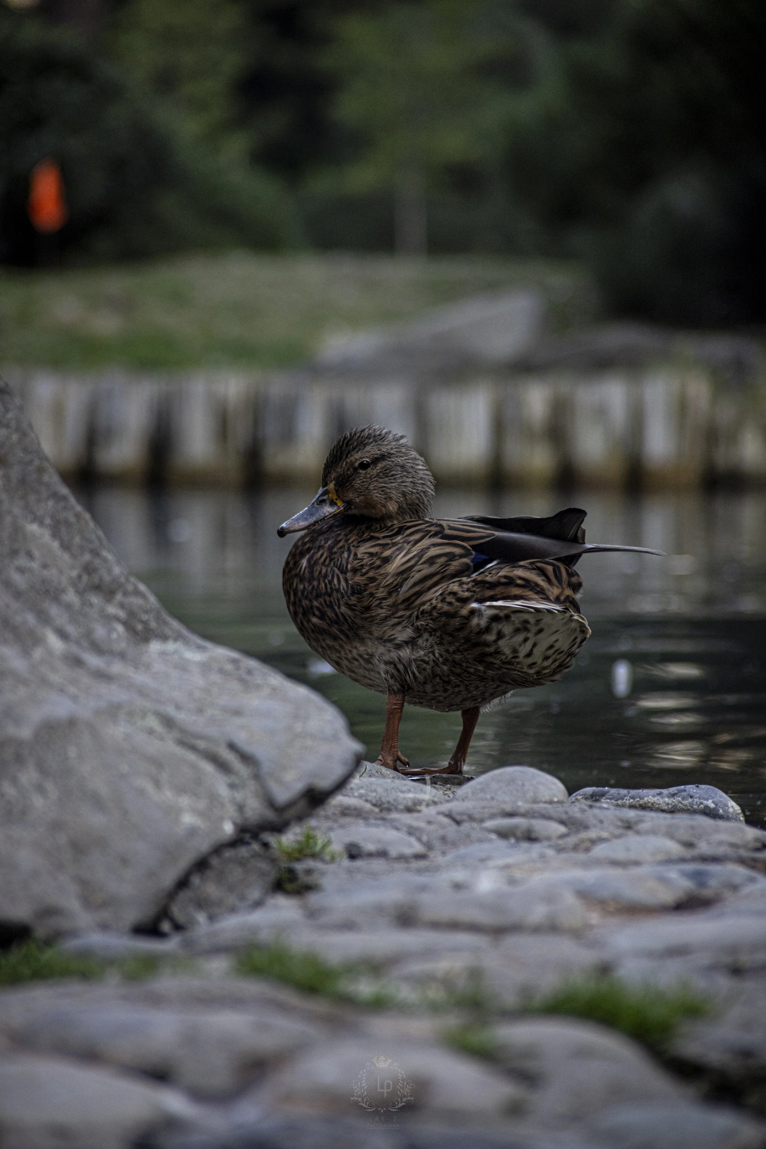 A duck standing on rocks near the edge of a body of water with blurred trees and a wooden barrier in the background.