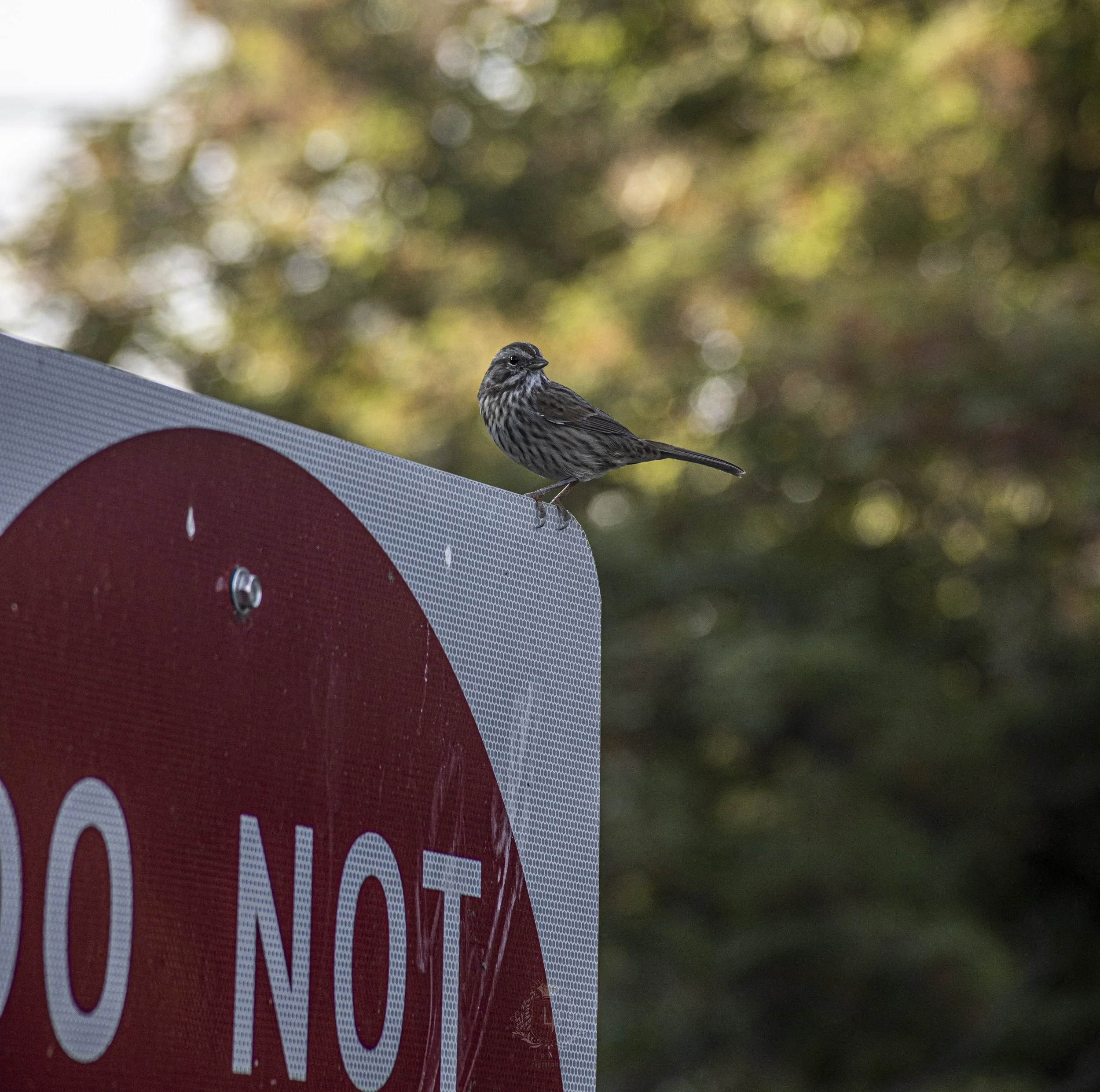 A bird perched on a signpost with a red and white 'Do Not' sign, against a blurred background of trees with autumn leaves.