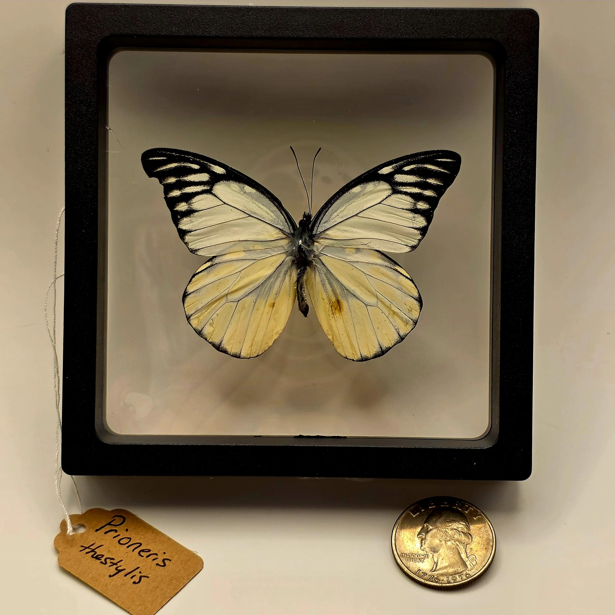 Prioneris thestylis butterfly specimen in frame