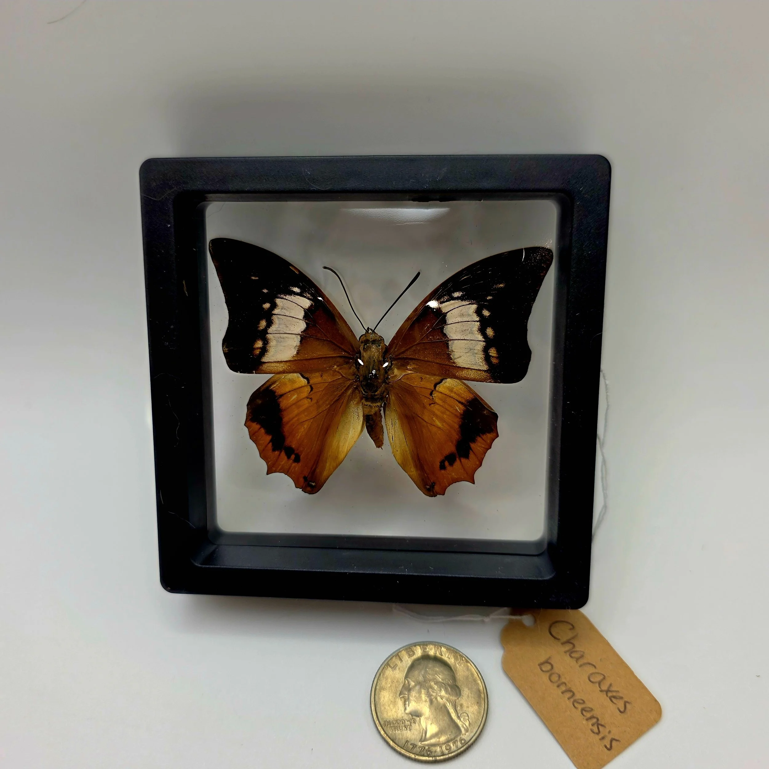Charaxes borneensis butterfly specimen in frame