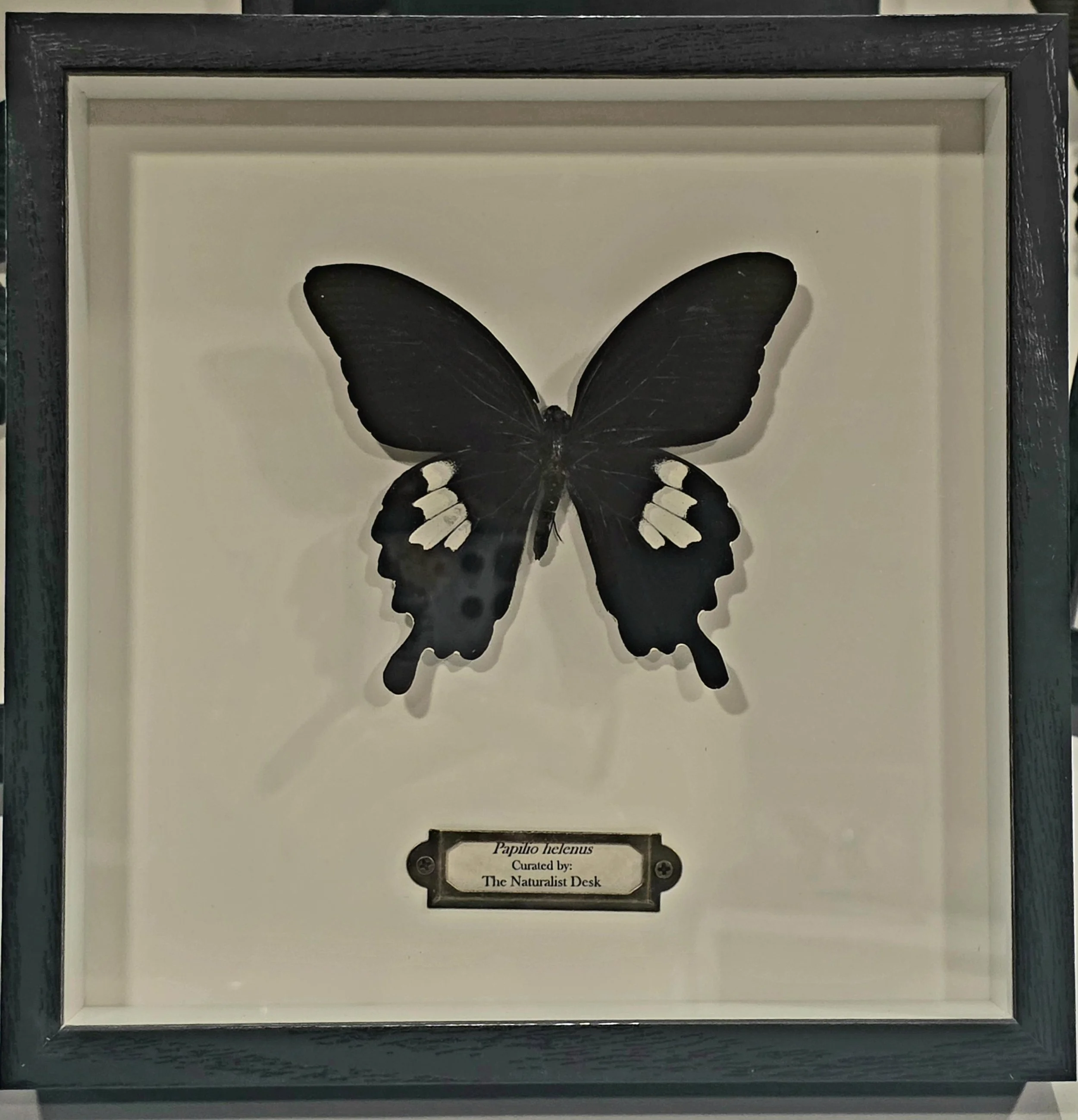 Papilio helenus shadowbox frame butterfly.jpg