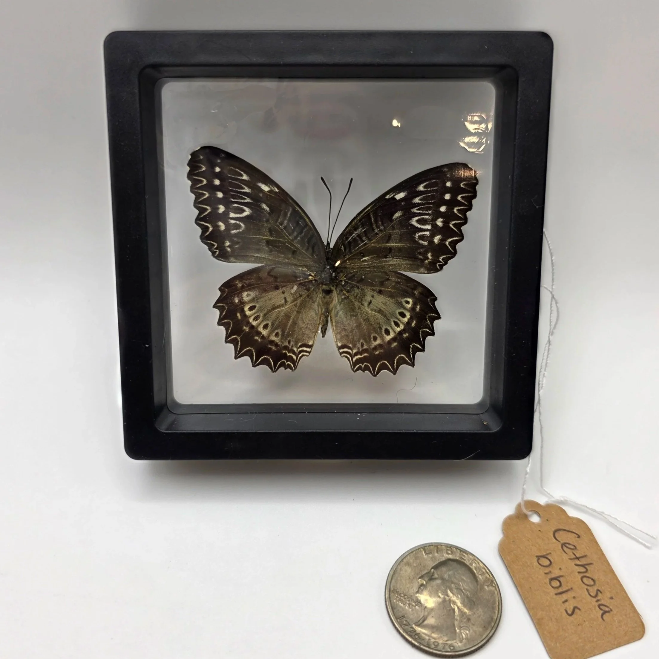 Cethosia+biblis+butterfly+specimen.jpg