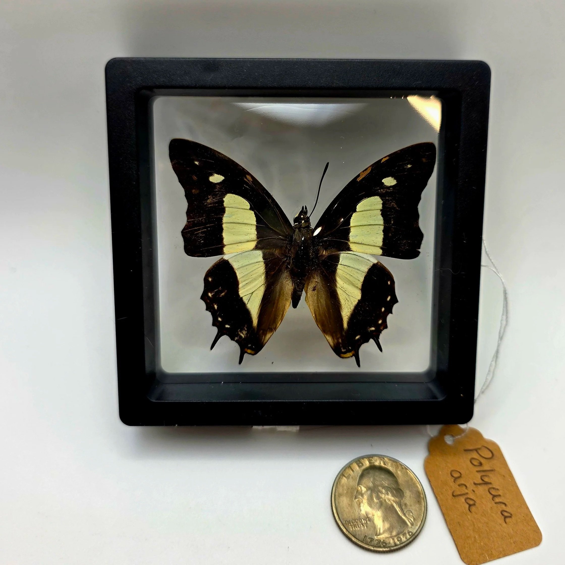 Polyura+arja+butterfly+specimen+%281%29.jpg