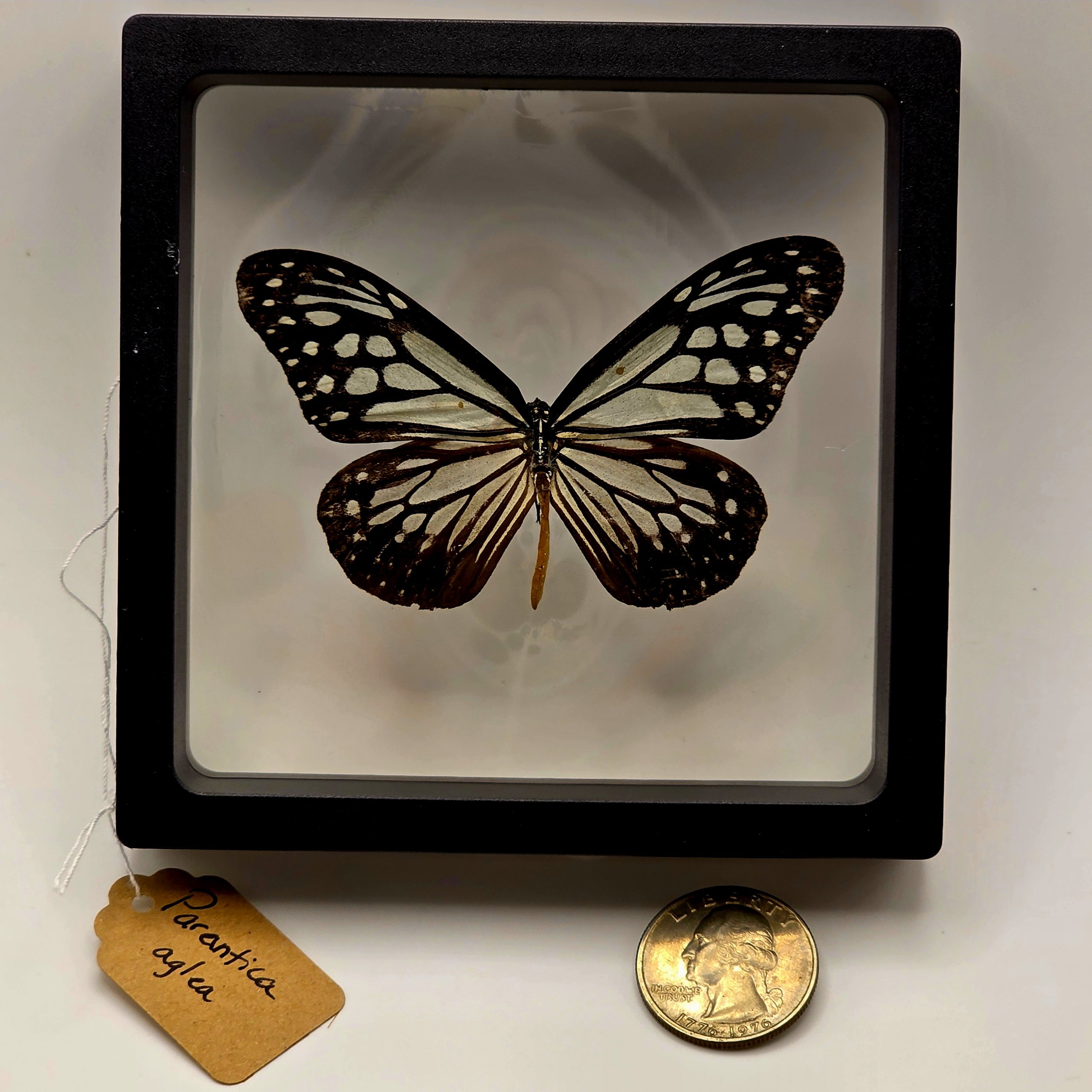Parantica aglea butterfly specimen in frame