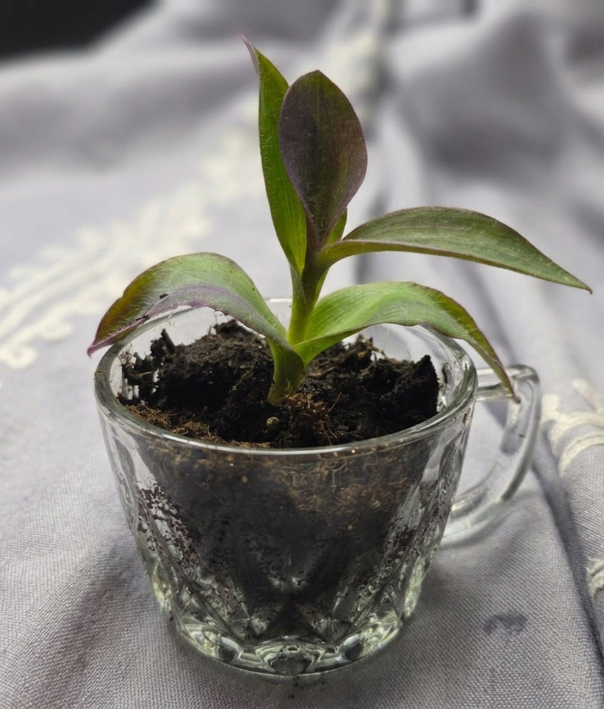 Garden Tea Party Tradescantia in glass teacup.png