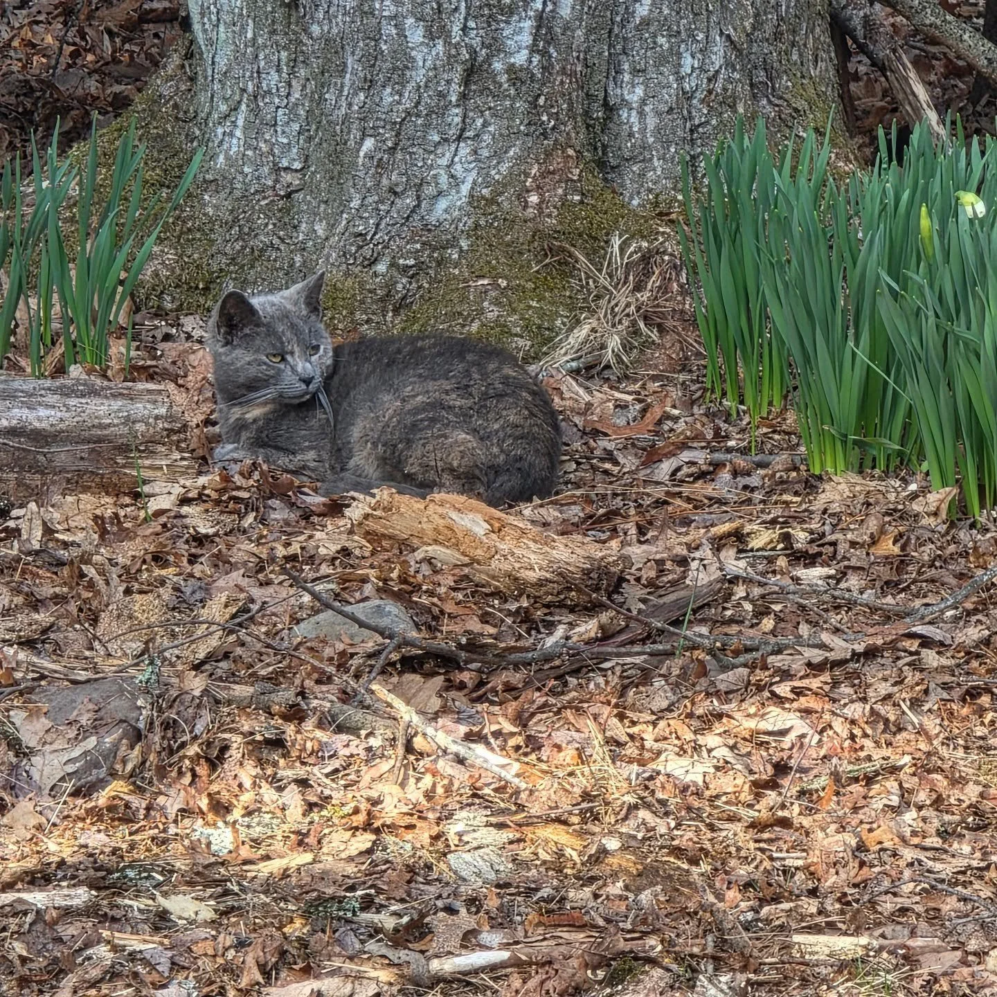 We made a new friend today. Meet Daffodil. 😻