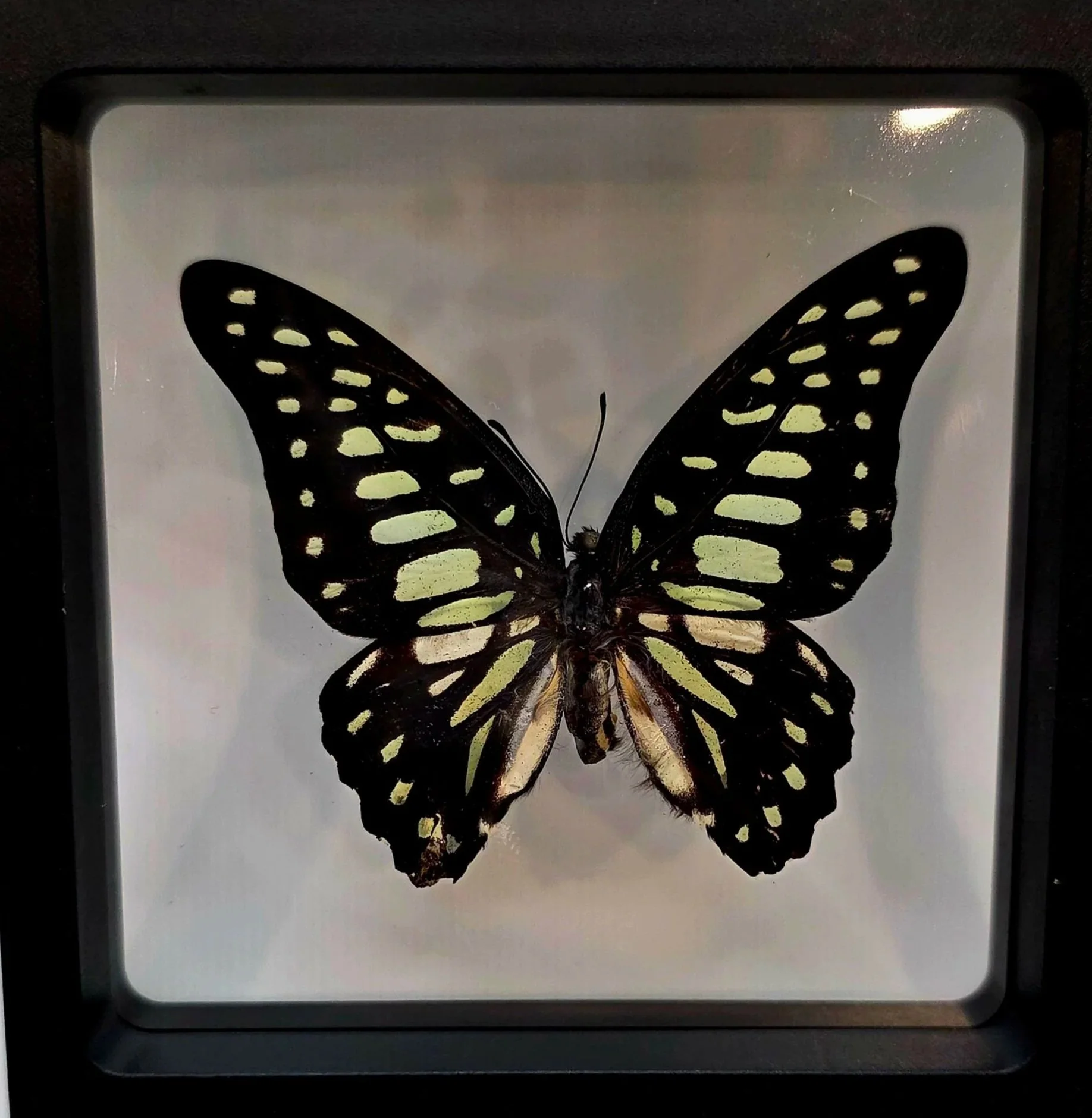 Graphium leechi (Leech's Swallowtail)