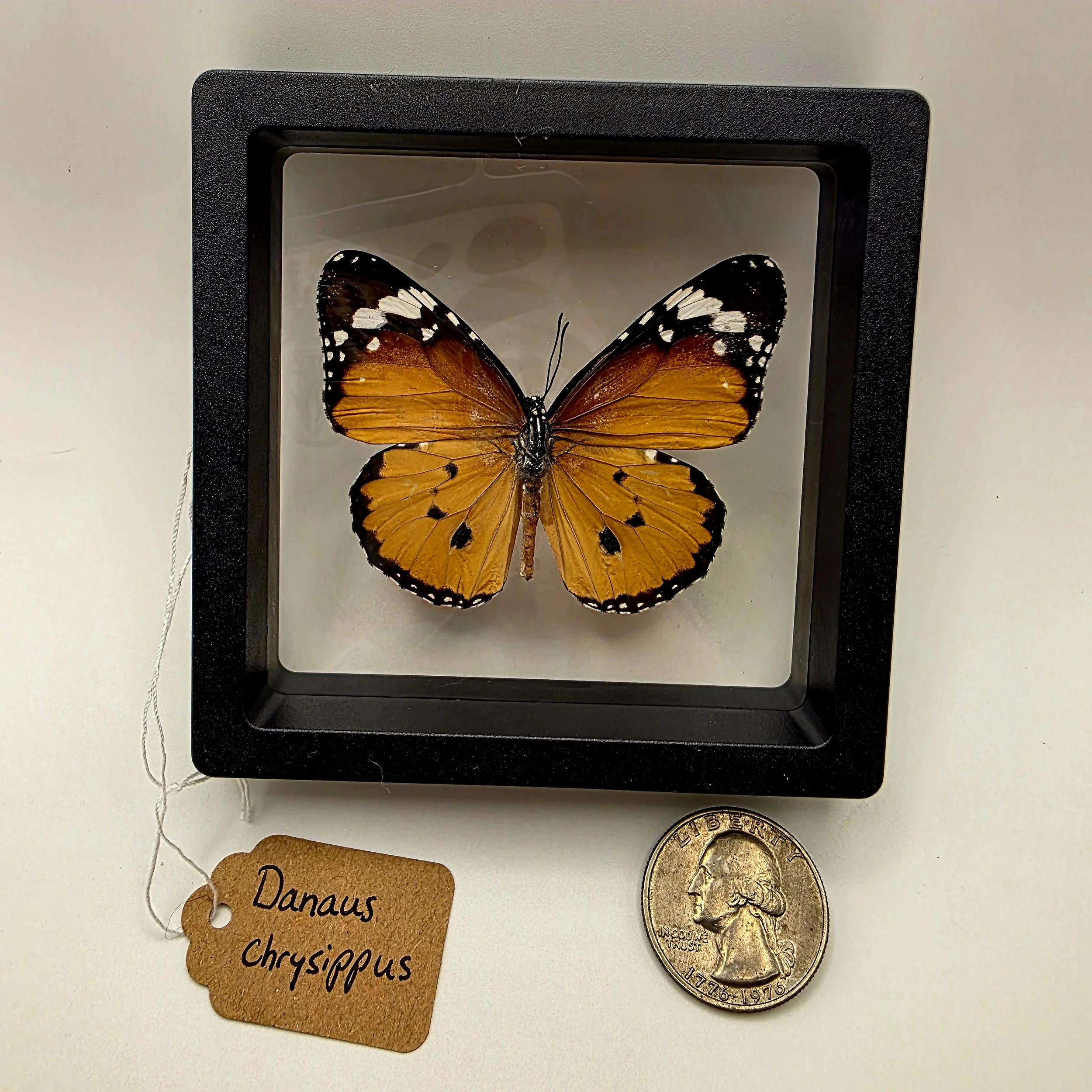 Danaus chrysippus butterfly specimen in frame