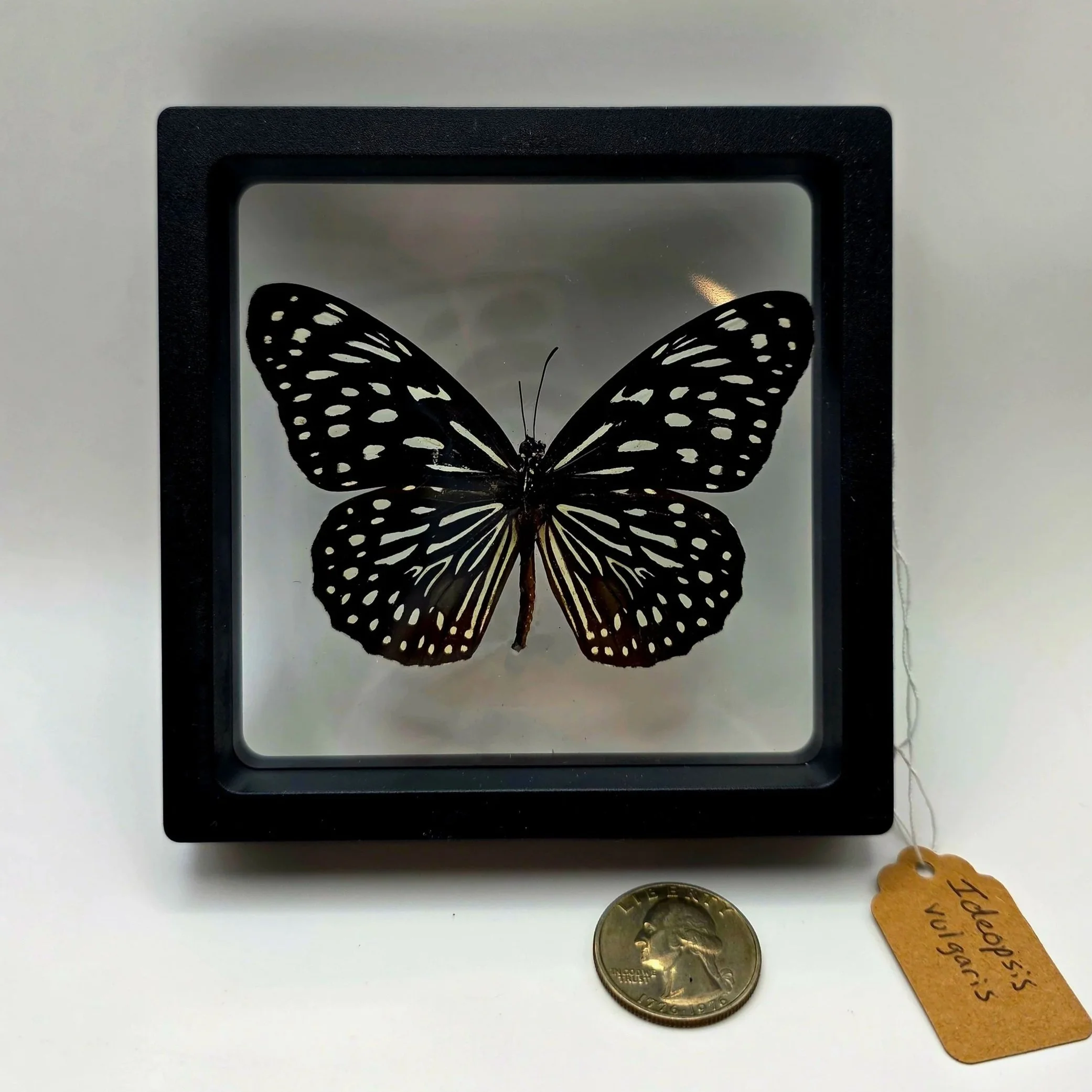 Ideopsis+vulgaris+butterfly+specimen.jpg