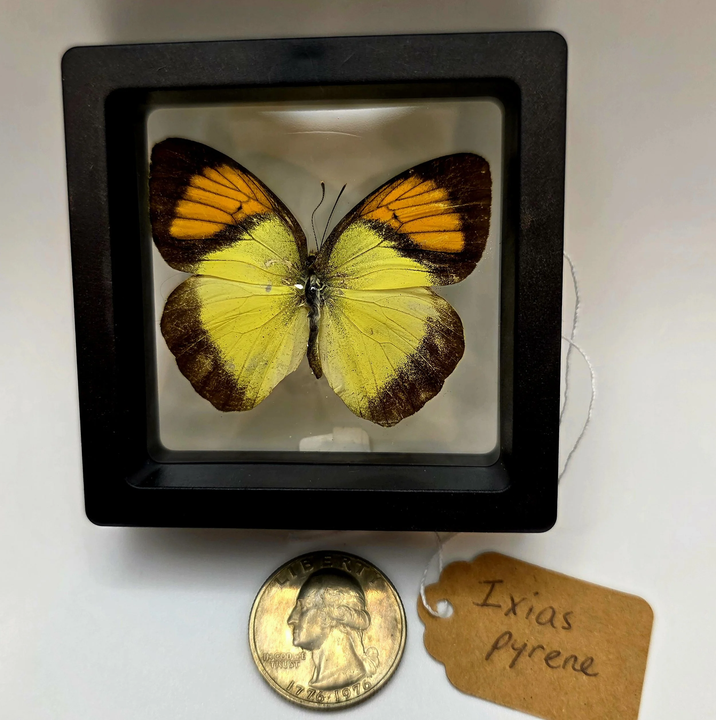 Iaxias pyrene butterfly specimen in frame