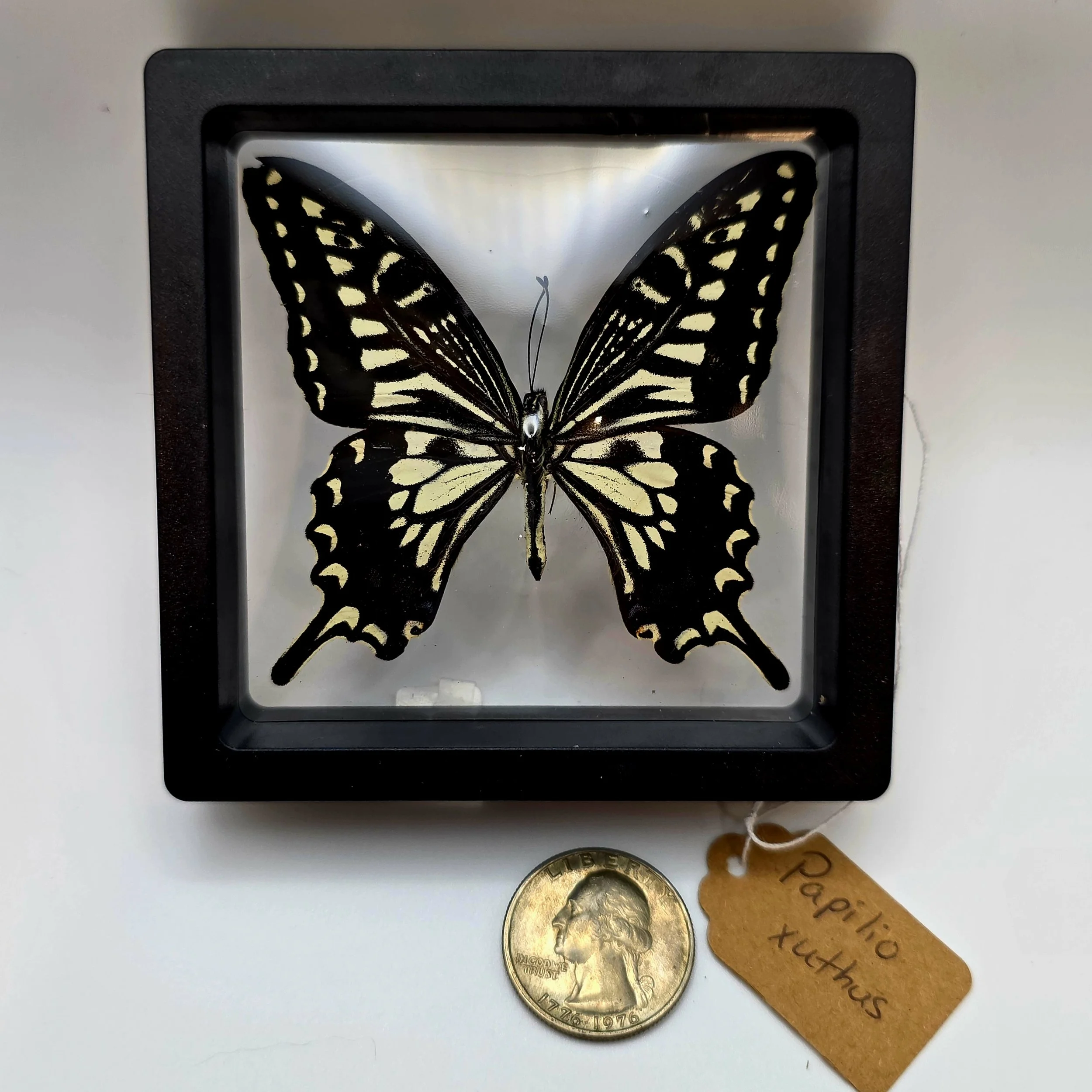 Papilio xuthus butterfly specimen in frame