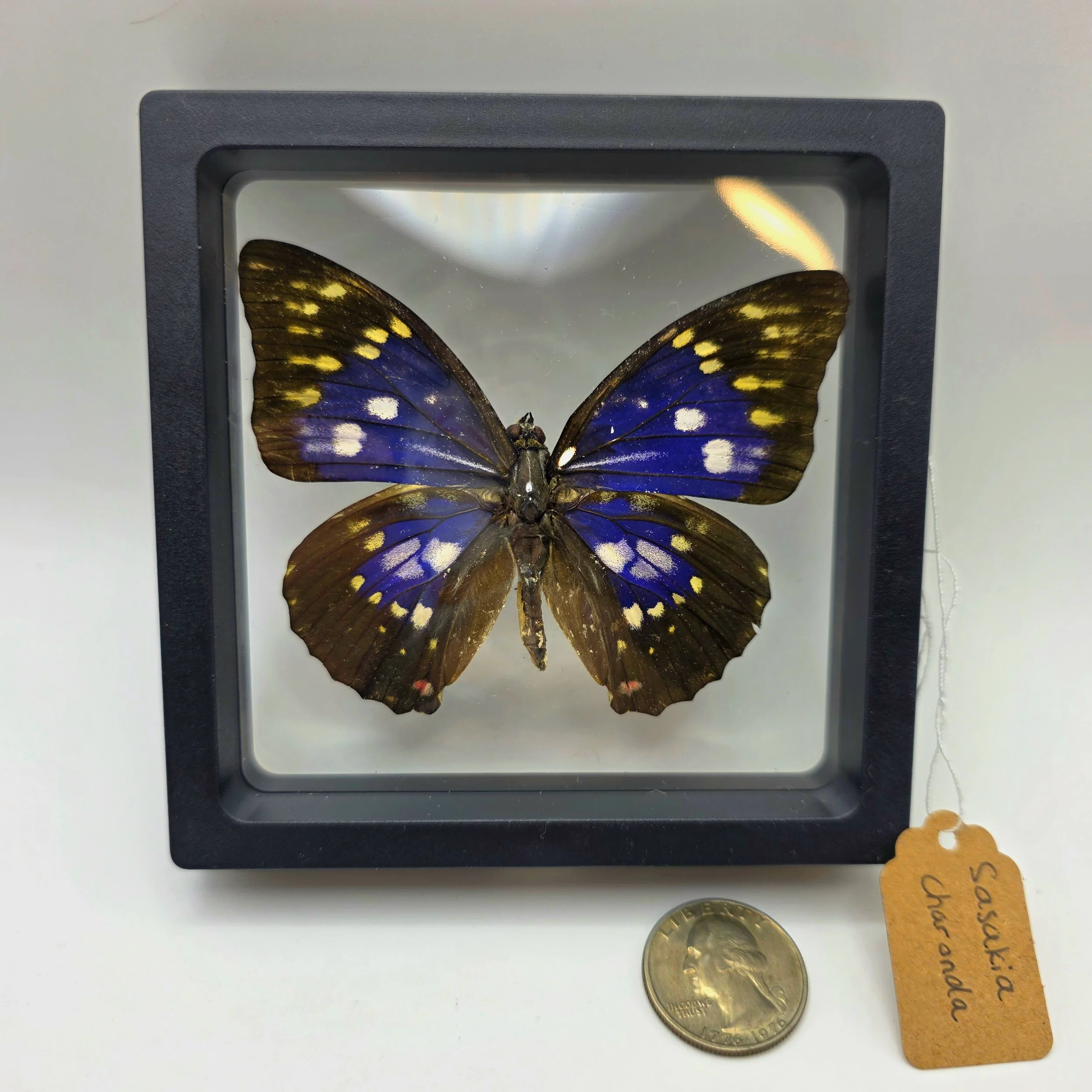 Sasakia charonda butterfly specimen in frame