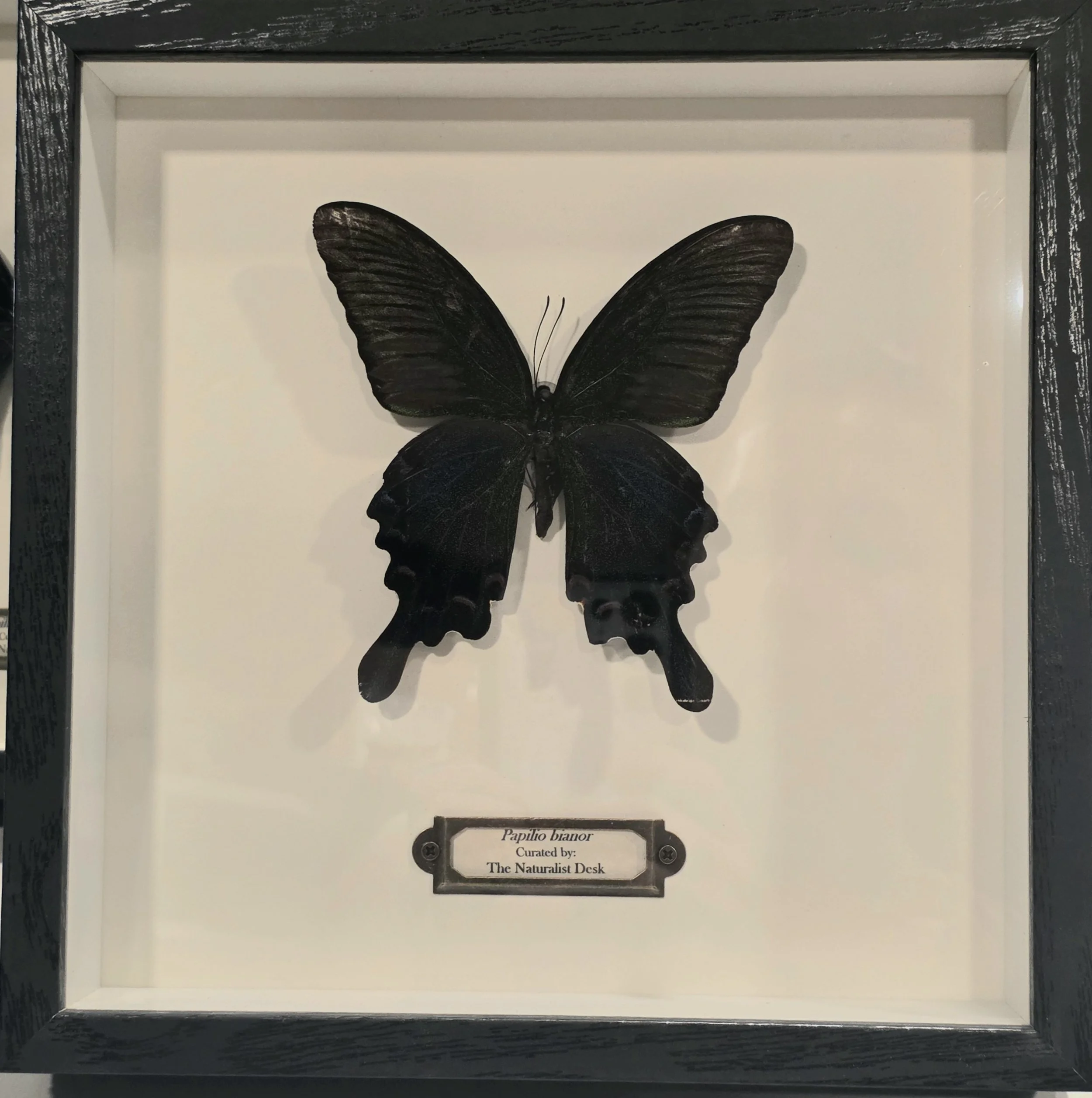 Papilio bianor shadowbox frame butterfly.jpg
