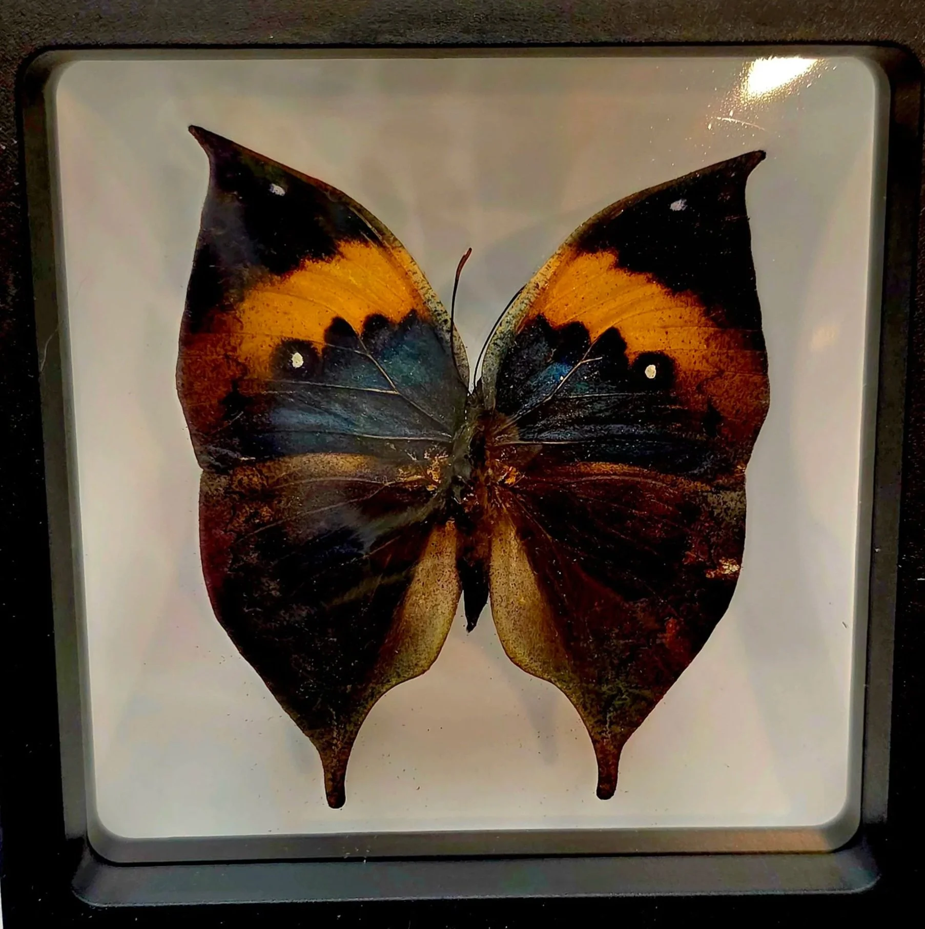 Kallima inachus (Orange Oakleaf)