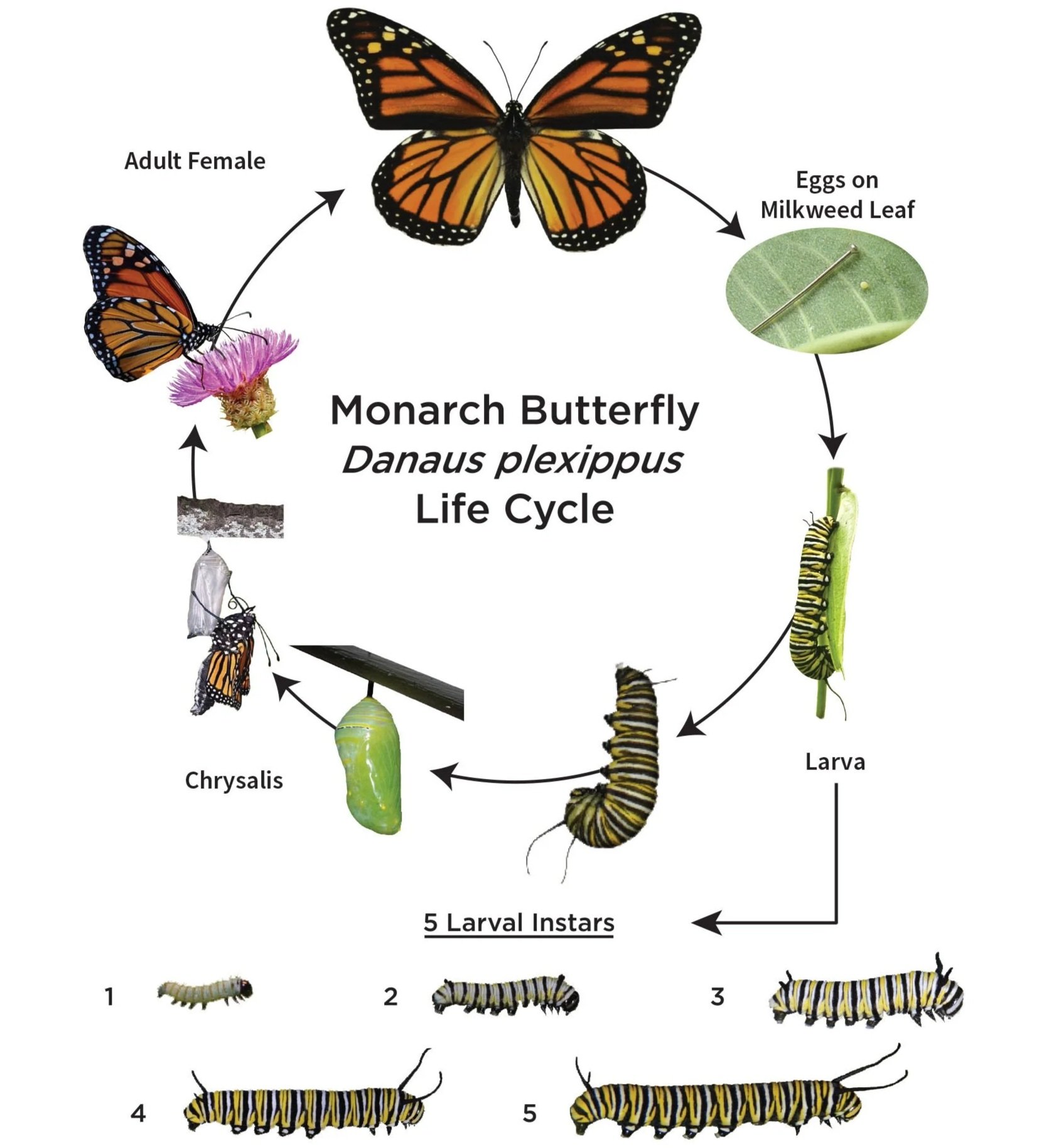 monarch butterfly life cycle diagram from eggs on a milkweed leaf to larva, then 5 larval instars, chrysalis, and adult female Danaus plexippus