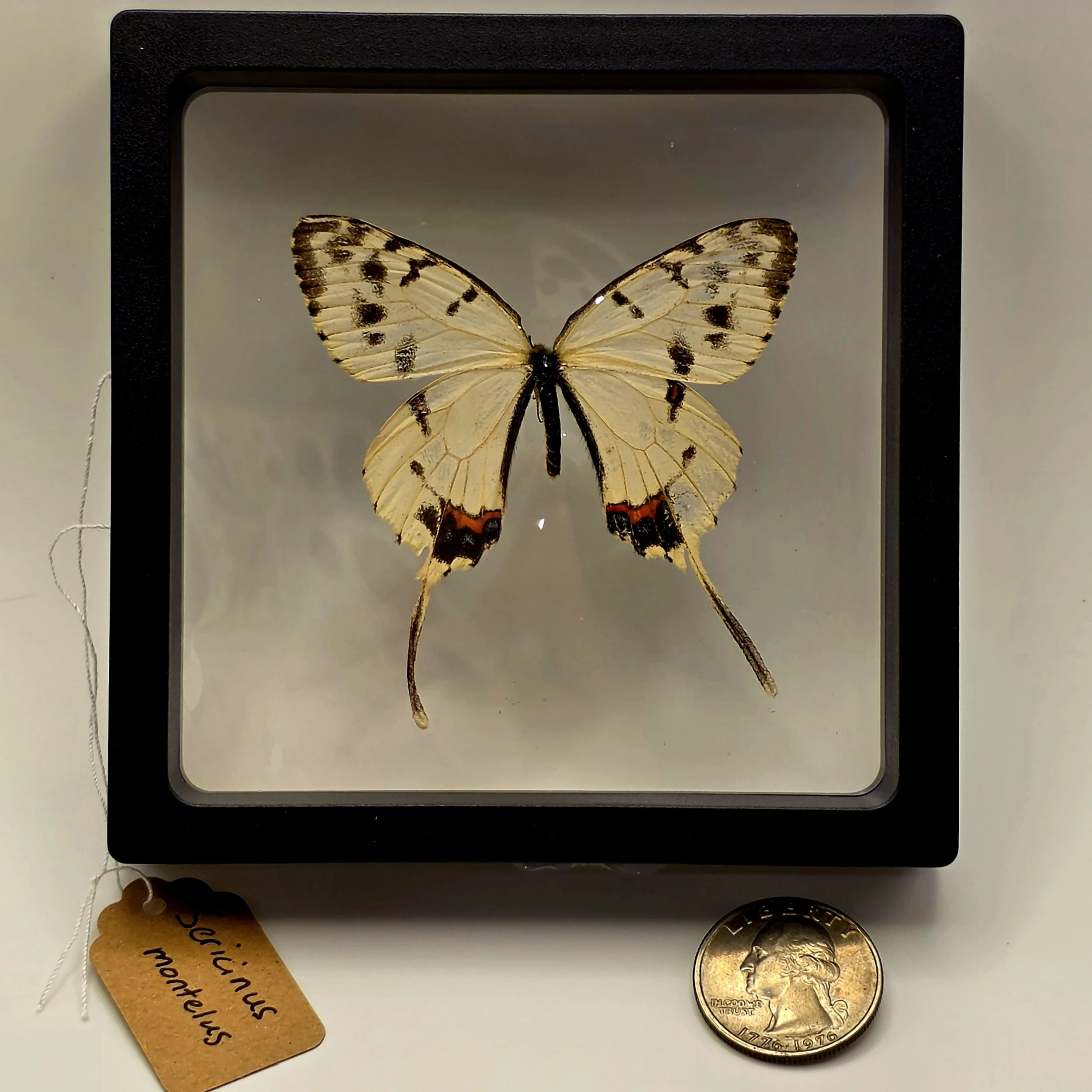 Sericinus montelus butterfly specimen in frame