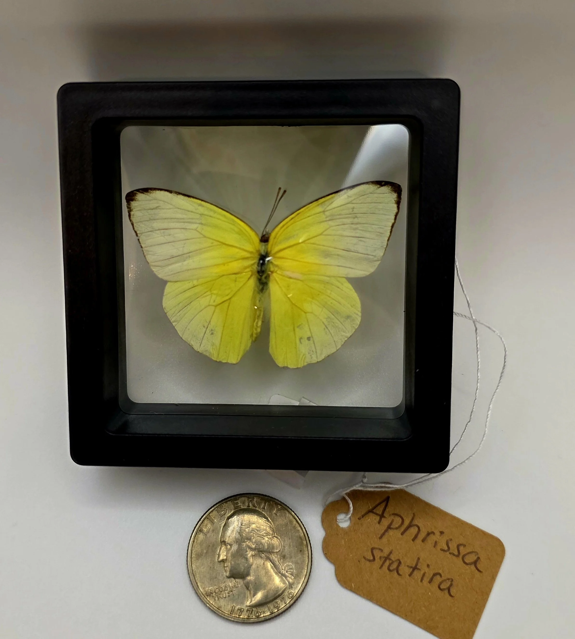 Aphrissa statira butterfly specimen in frame