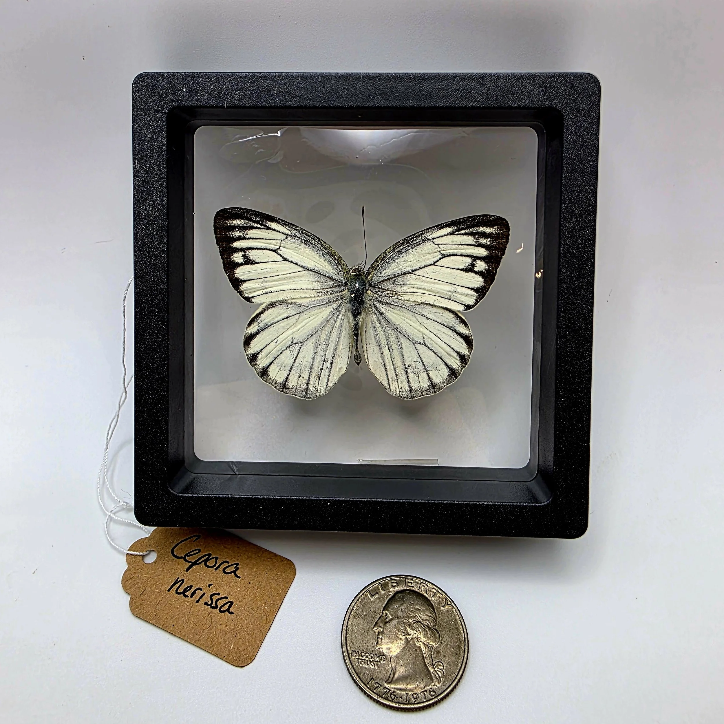 Cepora nerissa butterfly specimen in frame