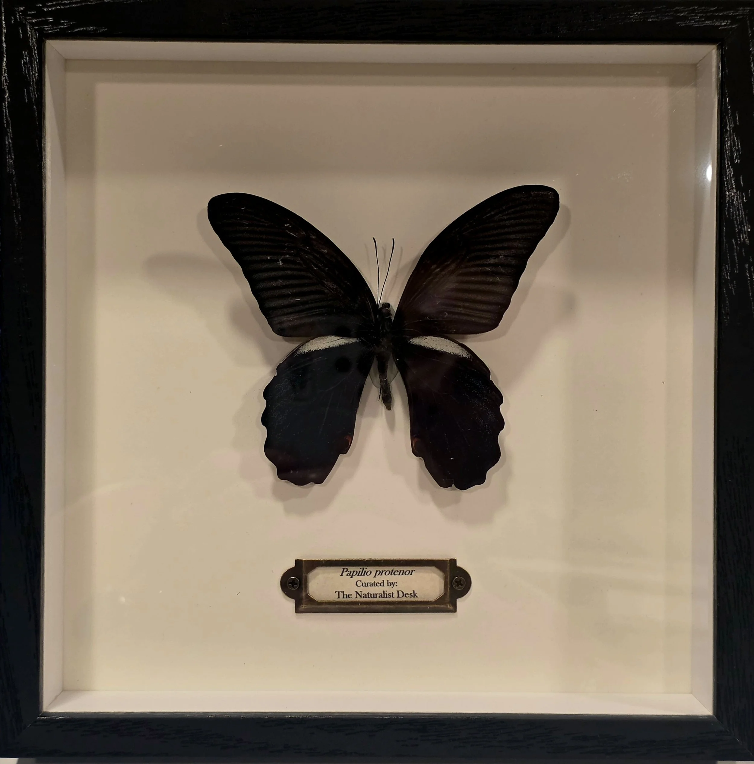 Papilio protenor shadowbox frame butterfly.jpg