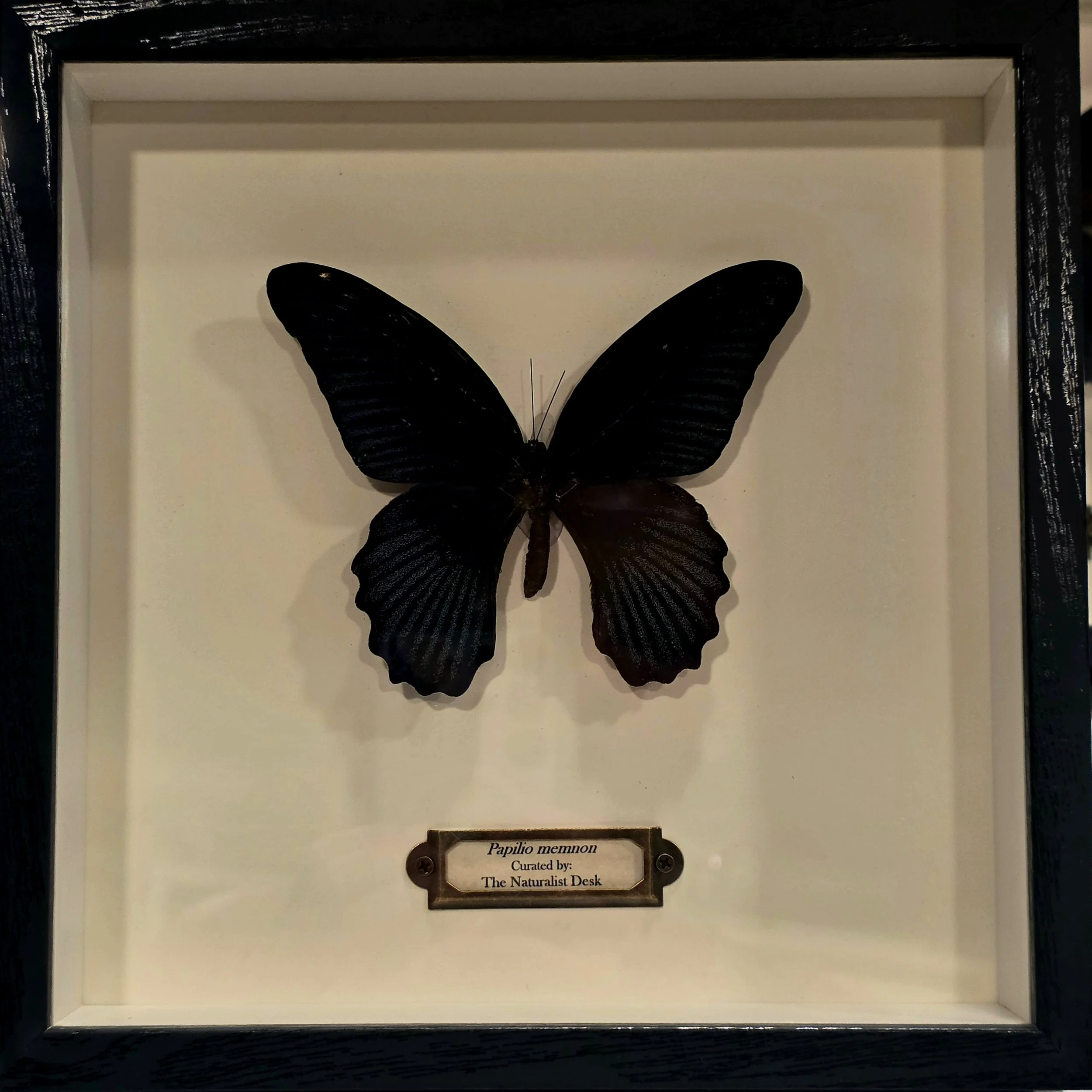 Papilio memnon shadowbox frame butterfly.jpg