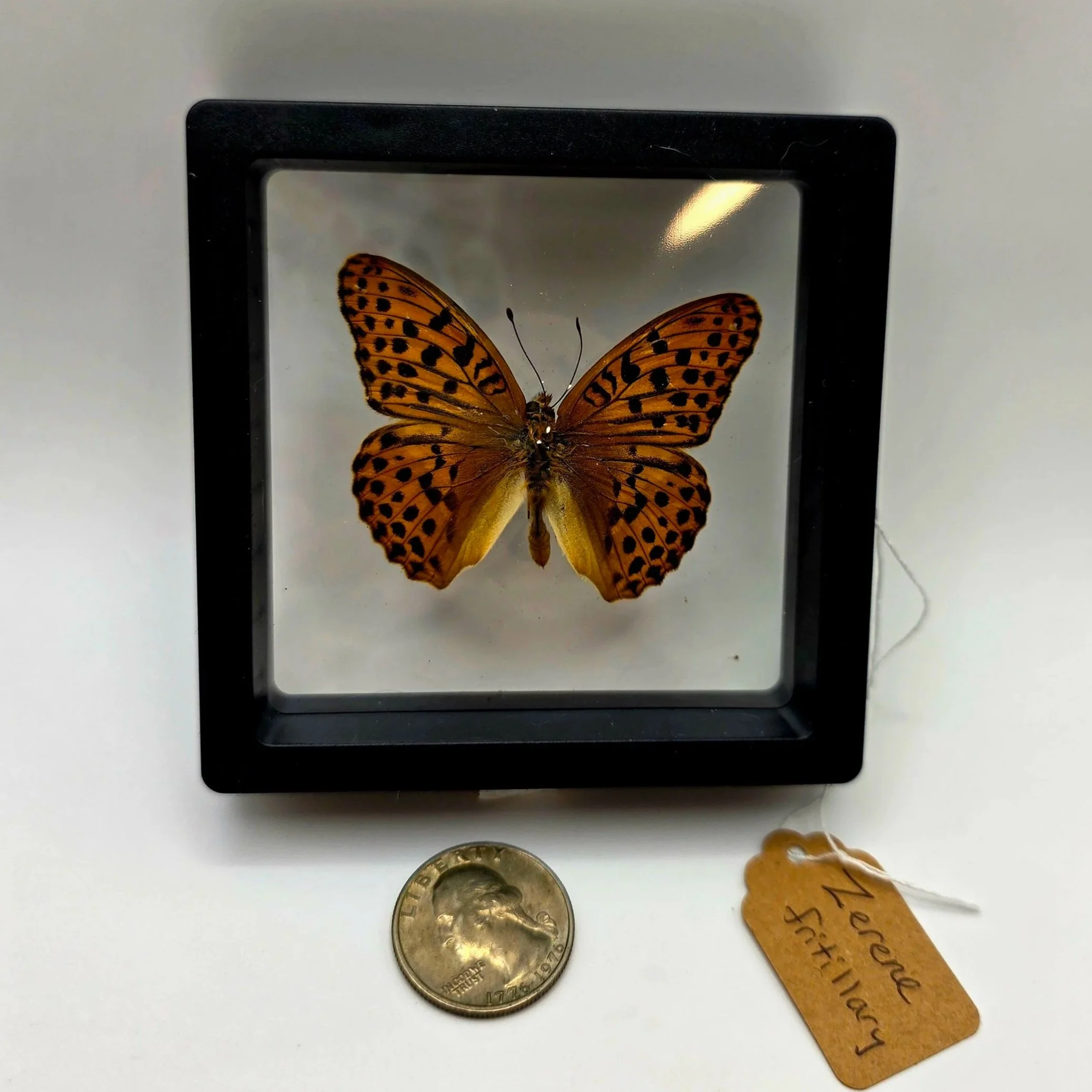 Zerene+fritillary+butterfly+specimen.jpg